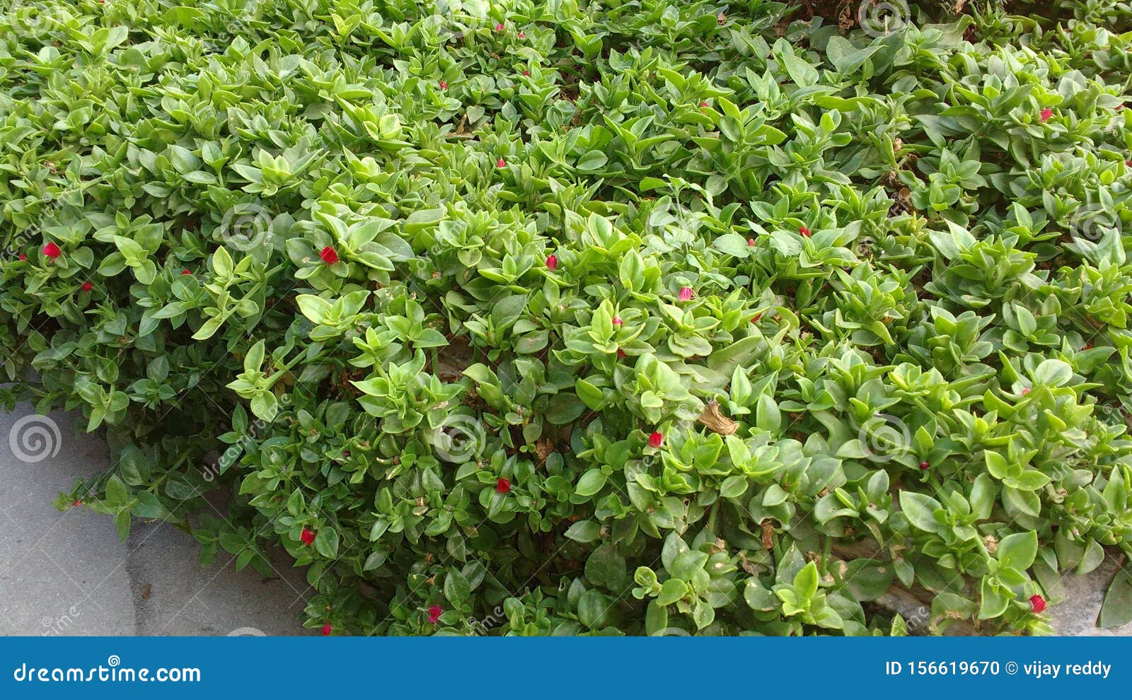 Pequeña Flor Roja Con Hojas Verdes Planta De Hiedra Inglesa Foto de archivo - Imagen de hojas, rojo: 156619670 Pequeña Flor Roja Con Hojas Verdes Planta De Hiedra Inglesa Foto de archivo - Imagen de hojas, rojo: 156619670