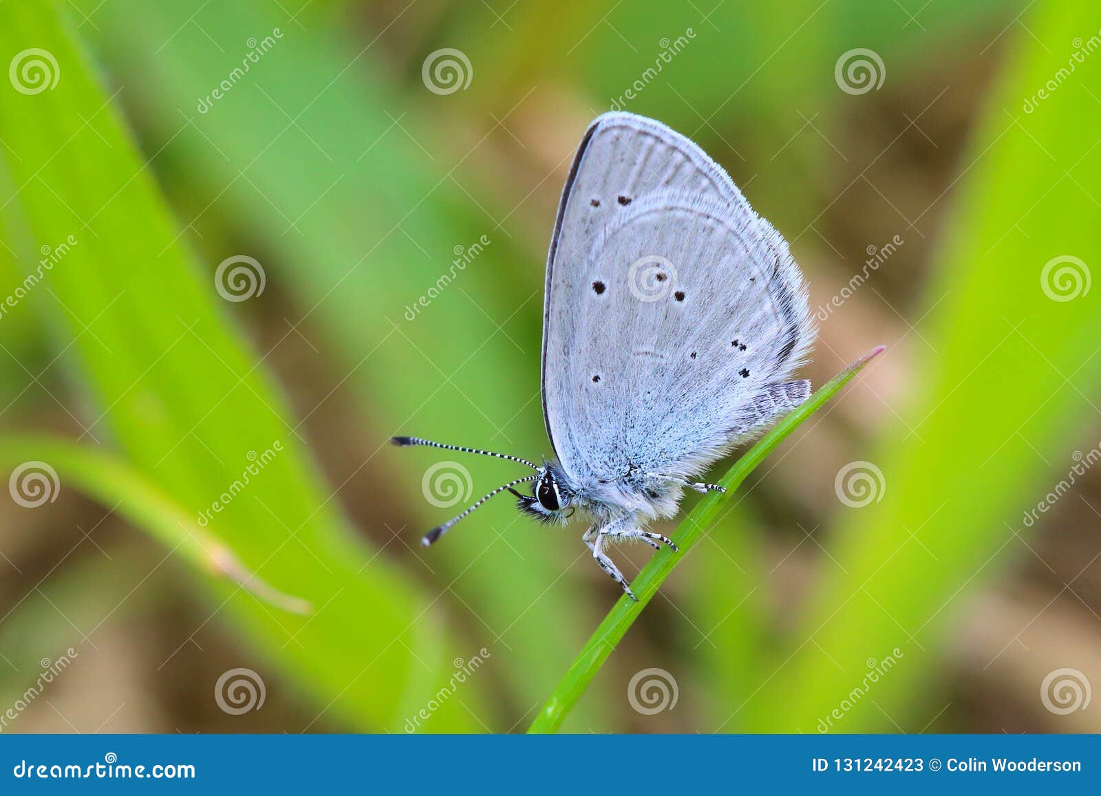 Pequeña mariposa azul imagen de archivo. Imagen de cubo - 131242423, image size:1600x1157