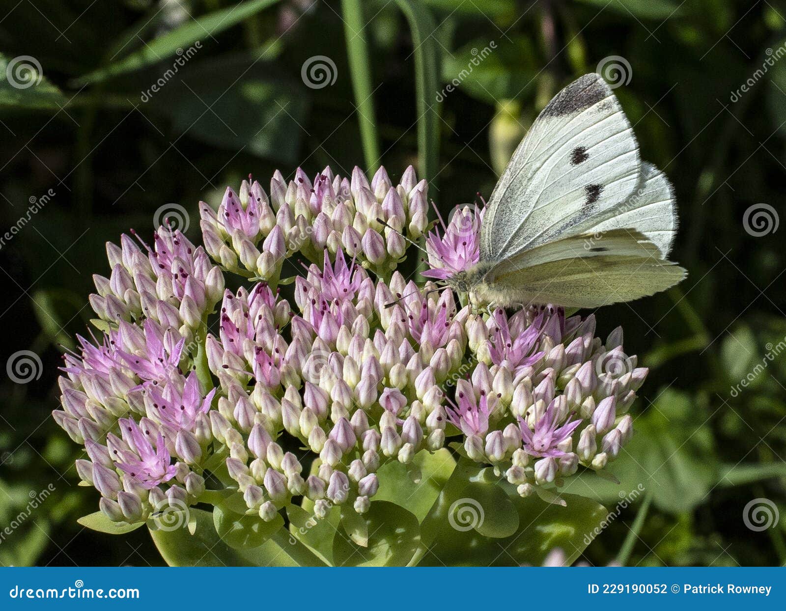 Pequeña Mariposa Blanca Sobre La Flor Rosada De Sedum Foto de archivo -  Imagen de verano, rosa: 229190052