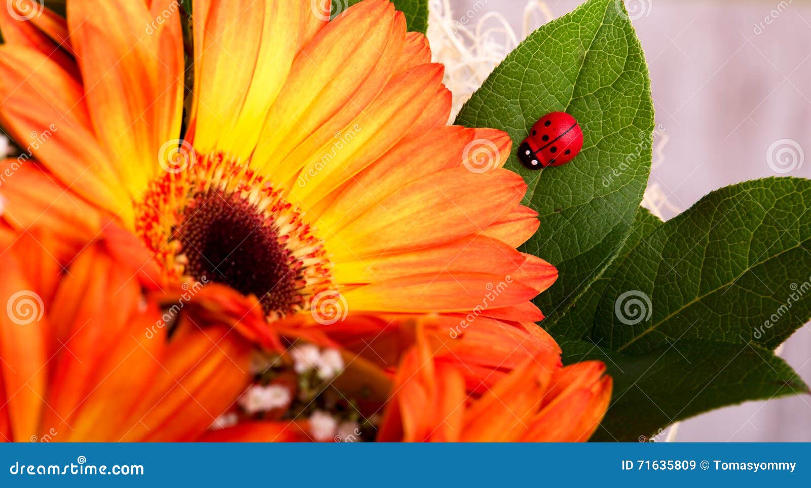 Pequeña Mariquita Roja En La Hoja Al Lado De La Floración Del Gerbera  Imagen de archivo - Imagen de colorido, feliz: 71635809