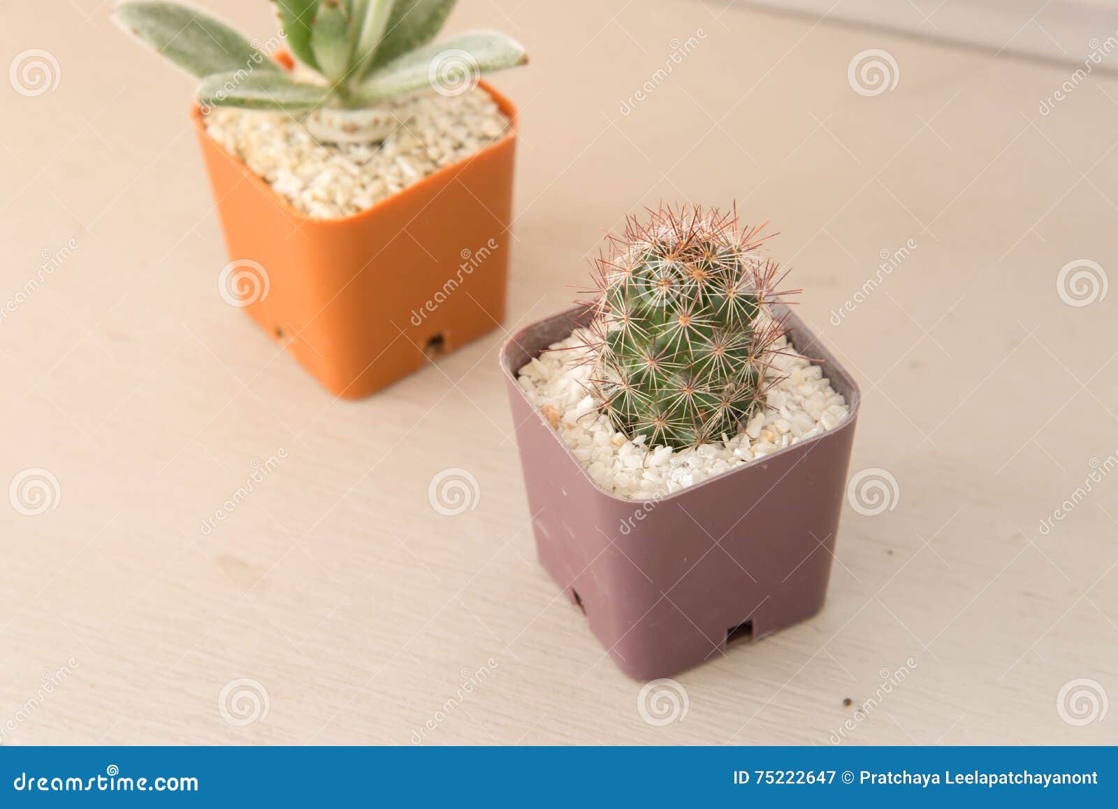 vaso Villano eximir Pequeña Planta Del Cactus En Maceta Imagen de archivo - Imagen de madera,  objeto: 75222647