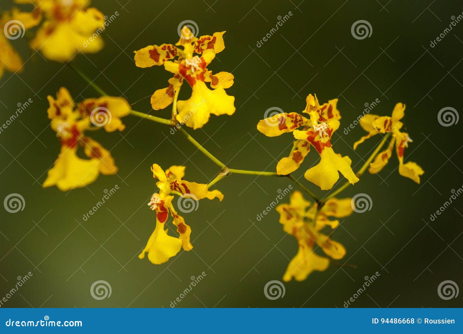 Pequeñas Floraciones De La Orquídea Amarilla En Un Parque, Colombia Foto de  archivo - Imagen de planta, plantas: 94486668