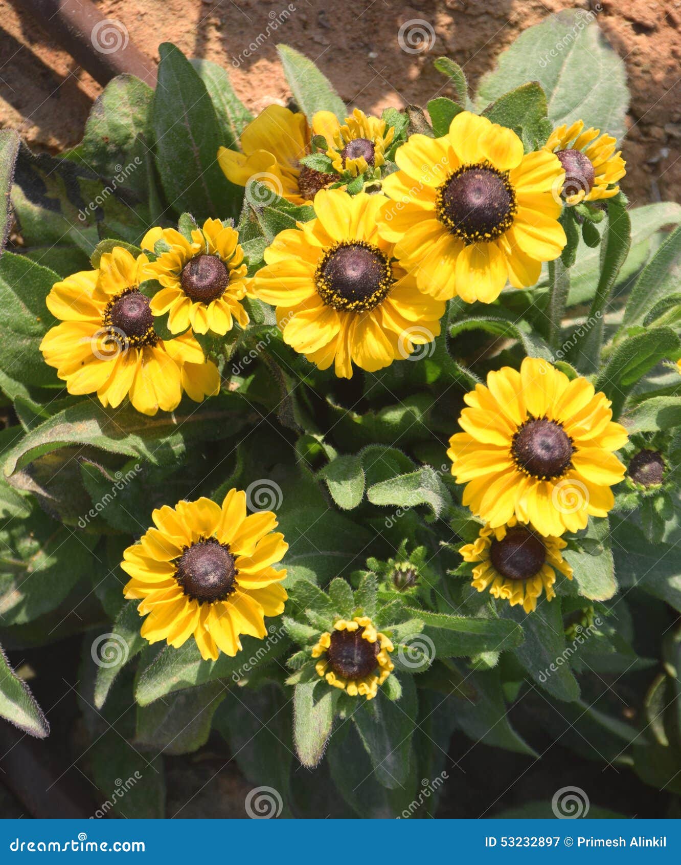 Pequeñas Flores Amarillas Hermosas Del Girasol Imagen de archivo - Imagen  de hermoso, verde: 53232897