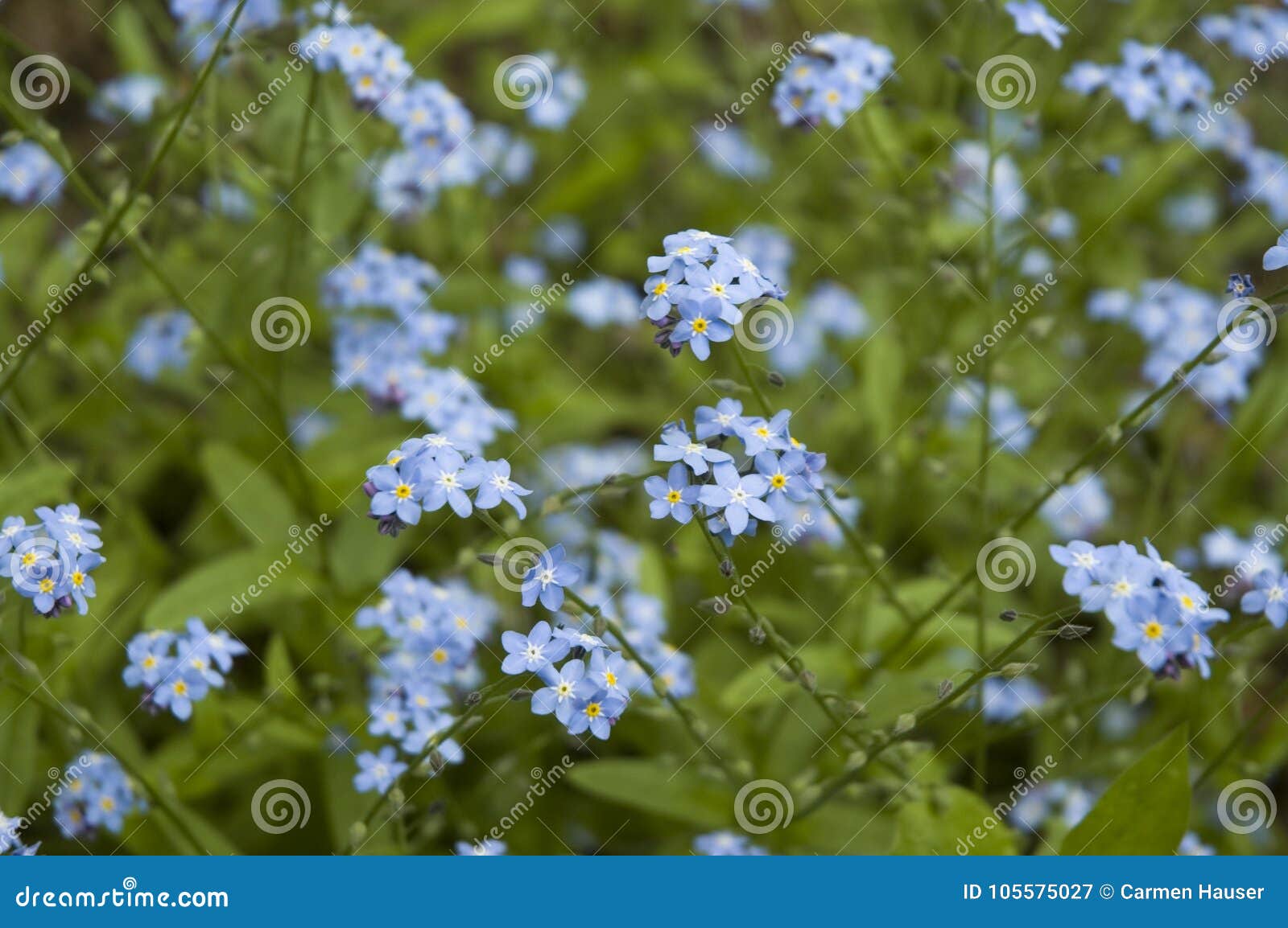 Álbum 200+ pequeñas flores azules