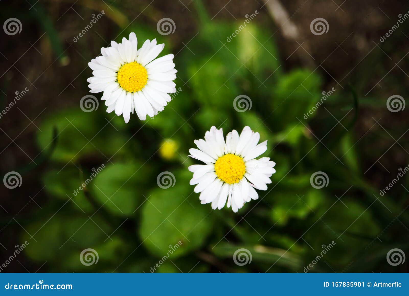 PequeÃ±as Flores Blancas De Campo Con Centro Amarillo Imagen de archivo -  Imagen de mullido, viejo: 157835901