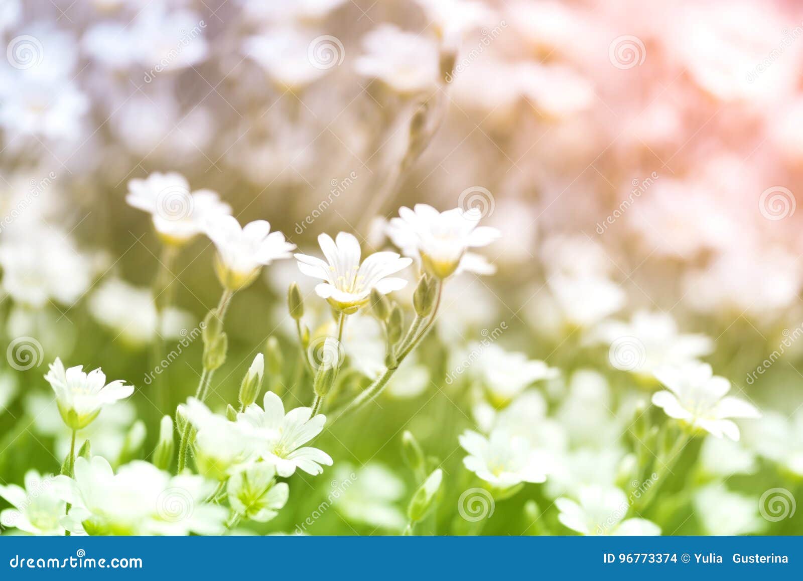 Pequeñas Flores Blancas En El Campo Flores Hermosas Con El Fondo Colorido  Foto de archivo - Imagen de pétalo, vida: 96773374
