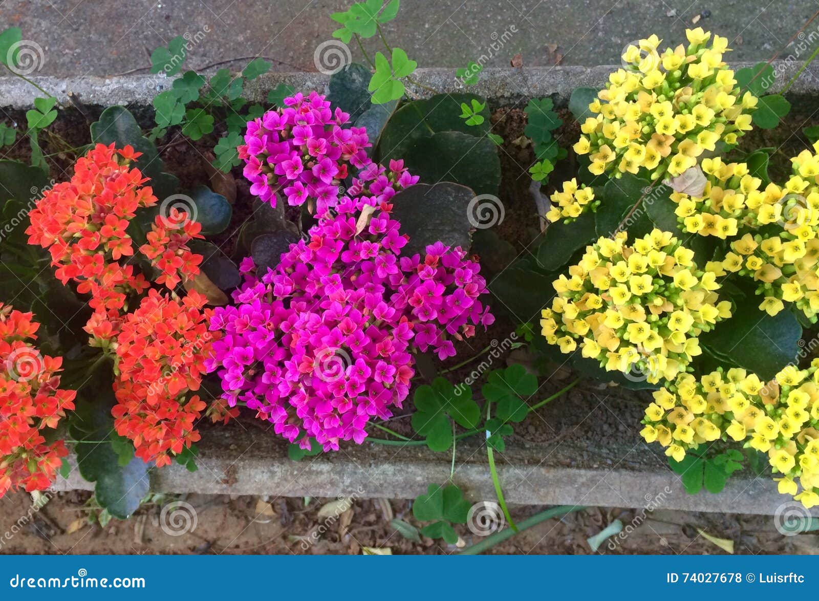 Pequeñas flores coloridas foto de archivo. Imagen de flores - 74027678