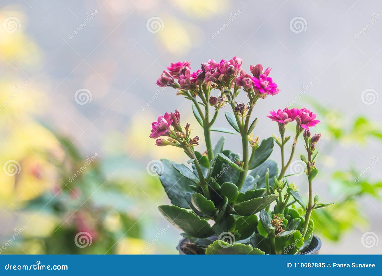 Pequeñas Flores Coloridas Del Blossfeldiana De Kalanchoe Imagen de archivo  - Imagen de planta, floral: 110682885