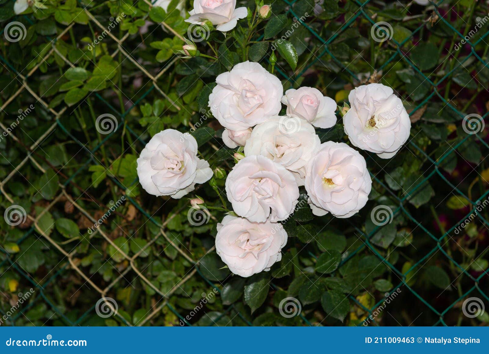 Pequeñas Flores De Rosas Tejidas Blancas Crecen a Través De Una Malla Verde  Imagen de archivo - Imagen de rosas, travieso: 211009463