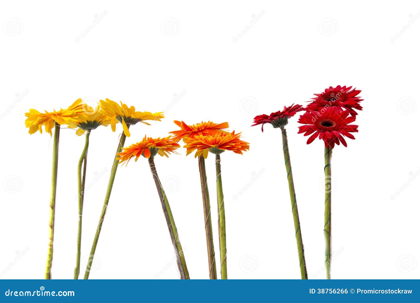 Pequeñas Flores Del Gerbera Foto de archivo - Imagen de rojo, nadie:  38756266