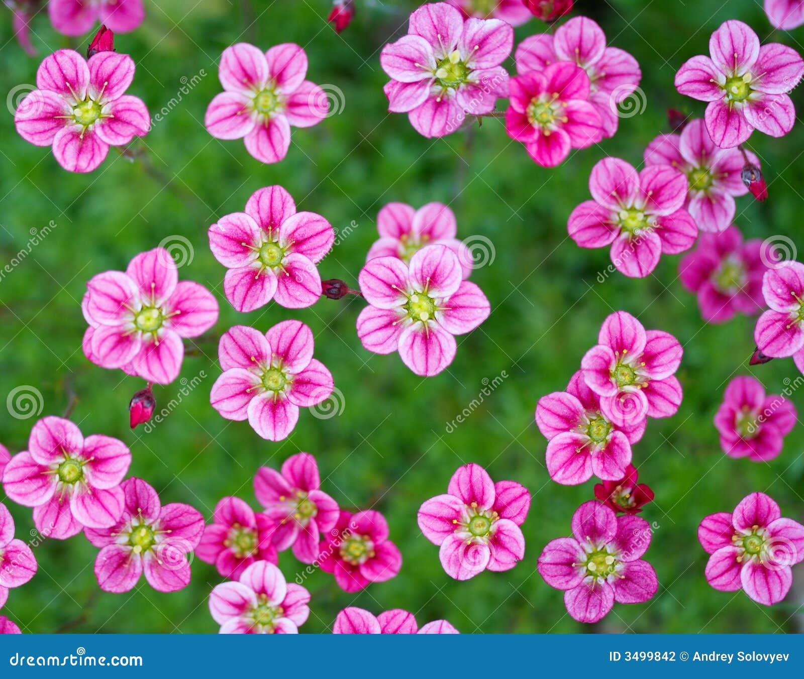 Pequeñas flores rosadas foto de archivo. Imagen de fondo - 3499842
