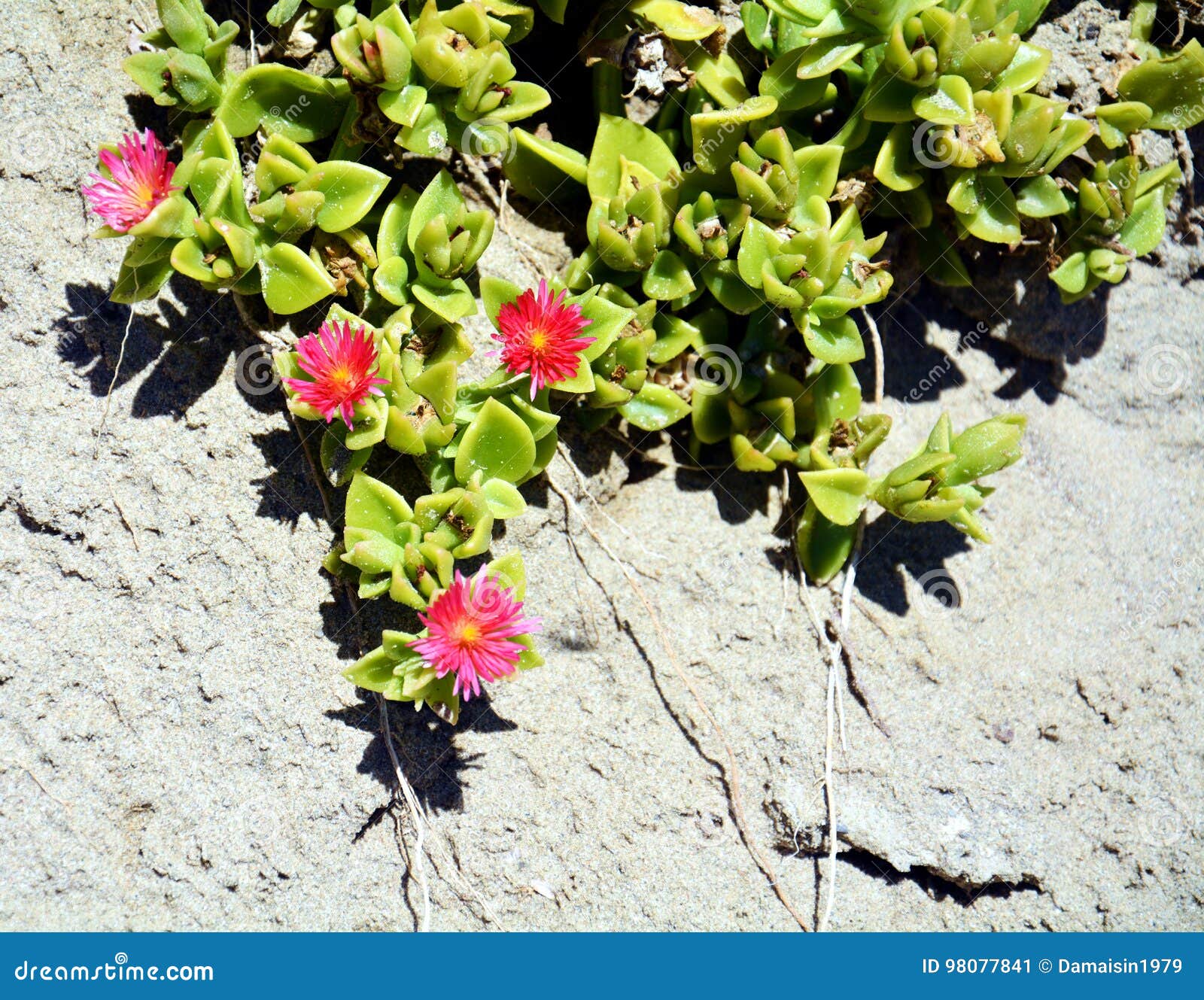 asistencia Ordenado número Pequeñas Flores Rosadas En La Pared, Imagen Natural Imagen de archivo -  Imagen de pared, rosa: 98077841