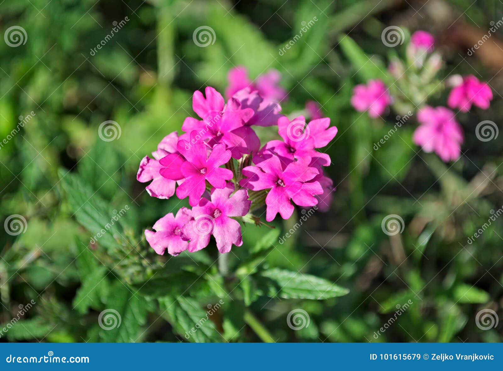 Proverbio Terminal estrategia Pequeñas Flores Rosadas Que Florecen En El Campo, Primer Imagen de archivo  - Imagen de prado, pétalo: 101615679