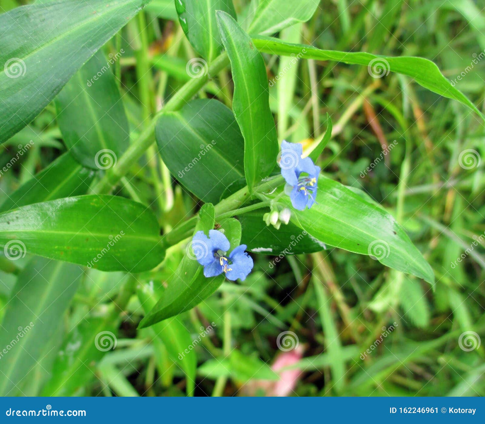 Pequeñas Flores Silvestres Azules Entre Hermosos Verdes Imagen de archivo -  Imagen de azul, plantas: 162246961