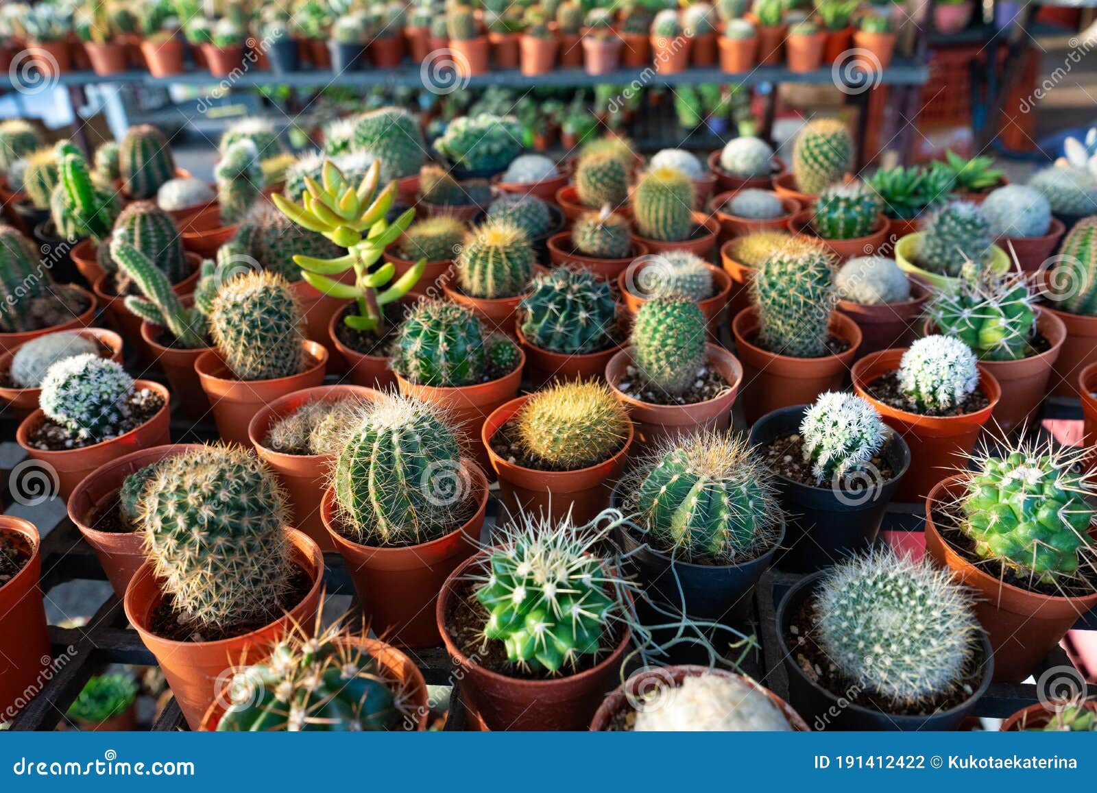 Pequeñas Macetas Decorativas Con Flores Cactus. Ver Desde Arriba.  Decoración Con Flores Frescas. Flores Del Hogar Foto de archivo - Imagen de  sostenido, crisol: 191412422