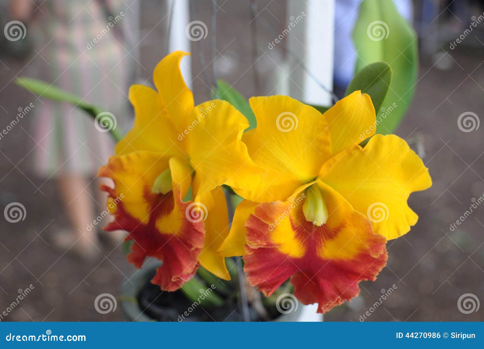 Pequeñas Orquídeas Amarillo-rojas Del Cattleya Foto de archivo - Imagen de  modelo, amarillo: 44270986
