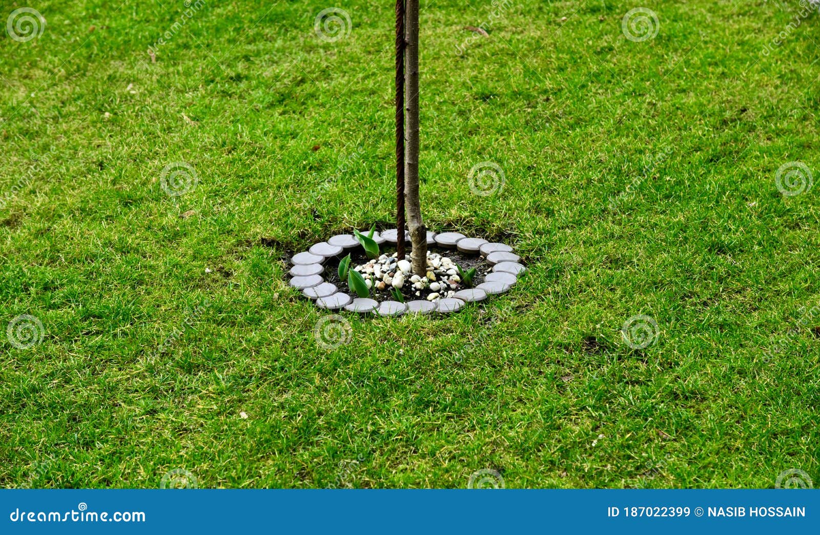 Pequeñas Partes De Un árbol Con Piedras Alrededor De Un Campo Verde Imagen  de archivo - Imagen de piedras, cartel: 187022399