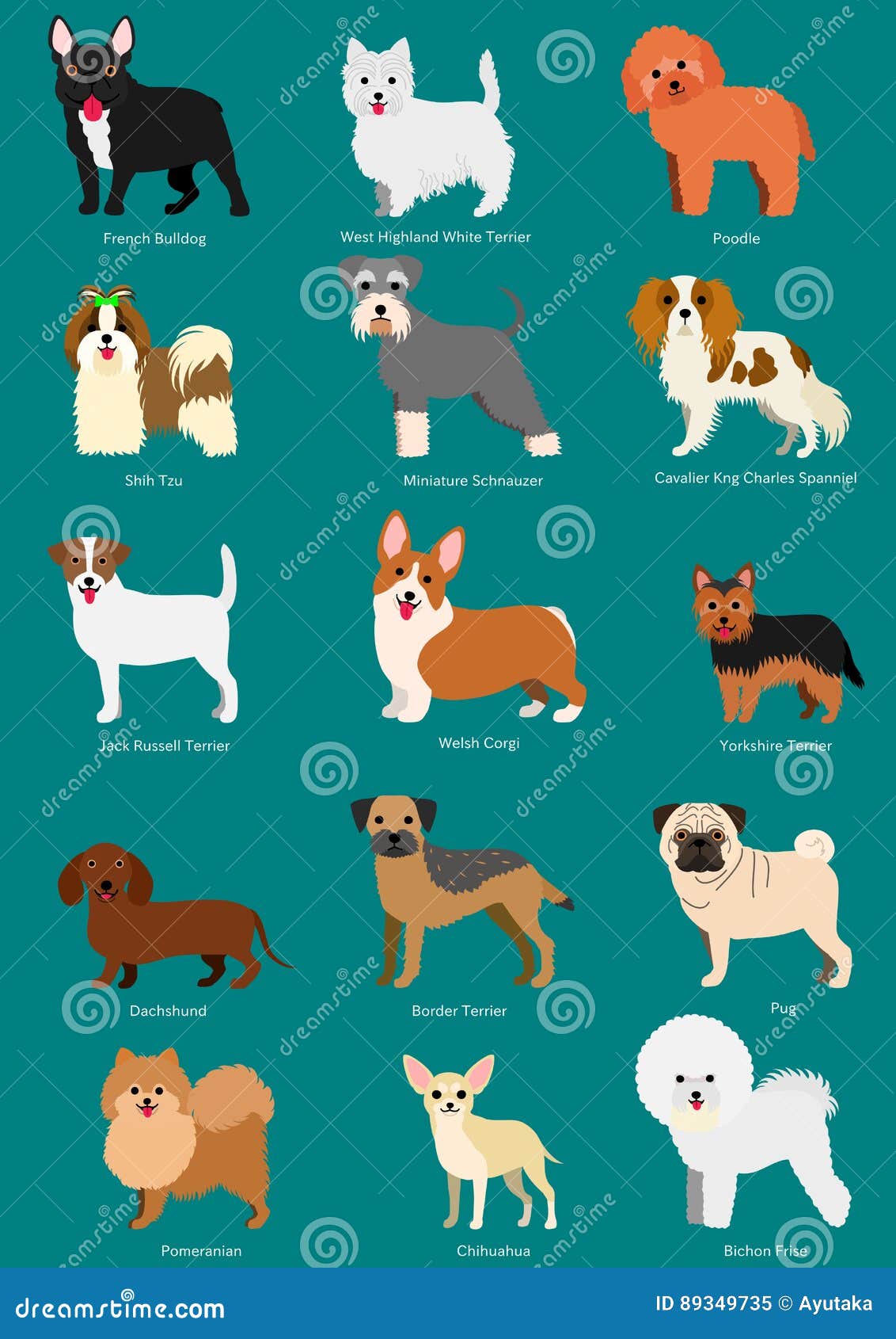 Conjunto De Razas De Perros Pequeños Ilustración del Vector - Ilustración  de hospital, naphtali: 89349735, image size:1132x1690