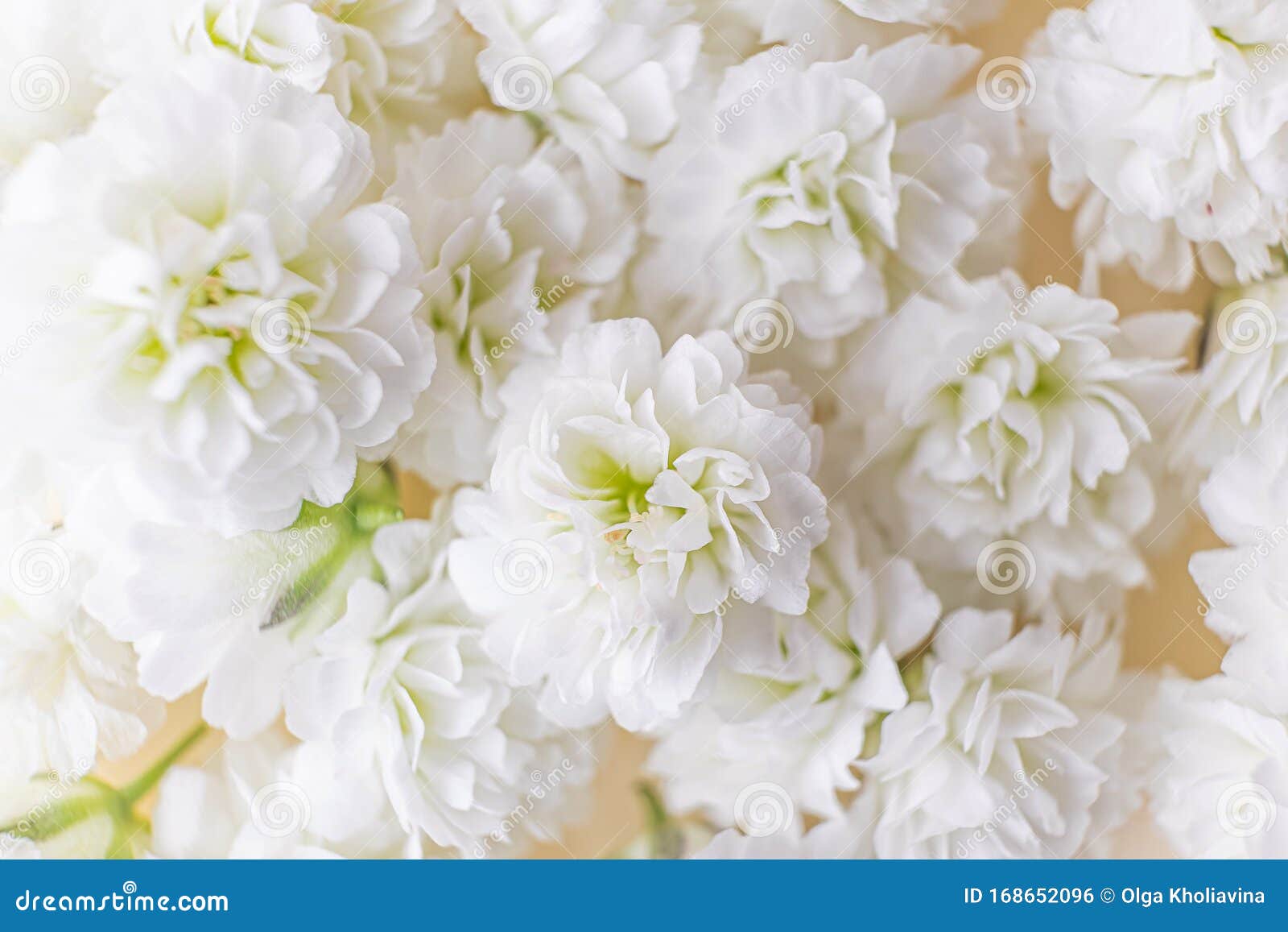 Pequeñas Y Elegantes Flores Blancas De Gypsophila En Un Fondo Pastel Foto  de archivo - Imagen de fresco, vacaciones: 168652096