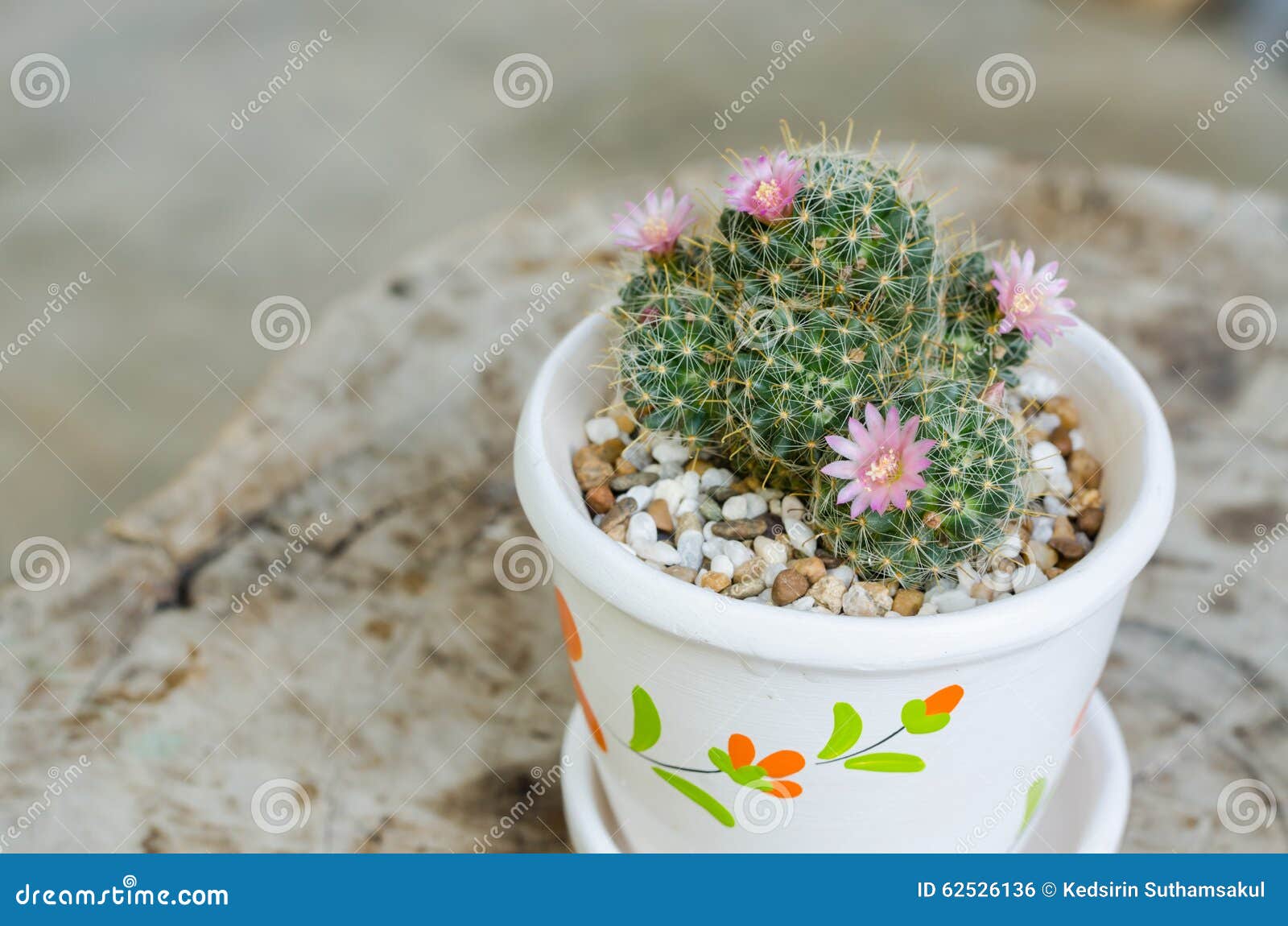 Pequeño Cactus Lindo Con La Flor En Pote Foto de archivo - Imagen de cacto,  desierto: 62526136