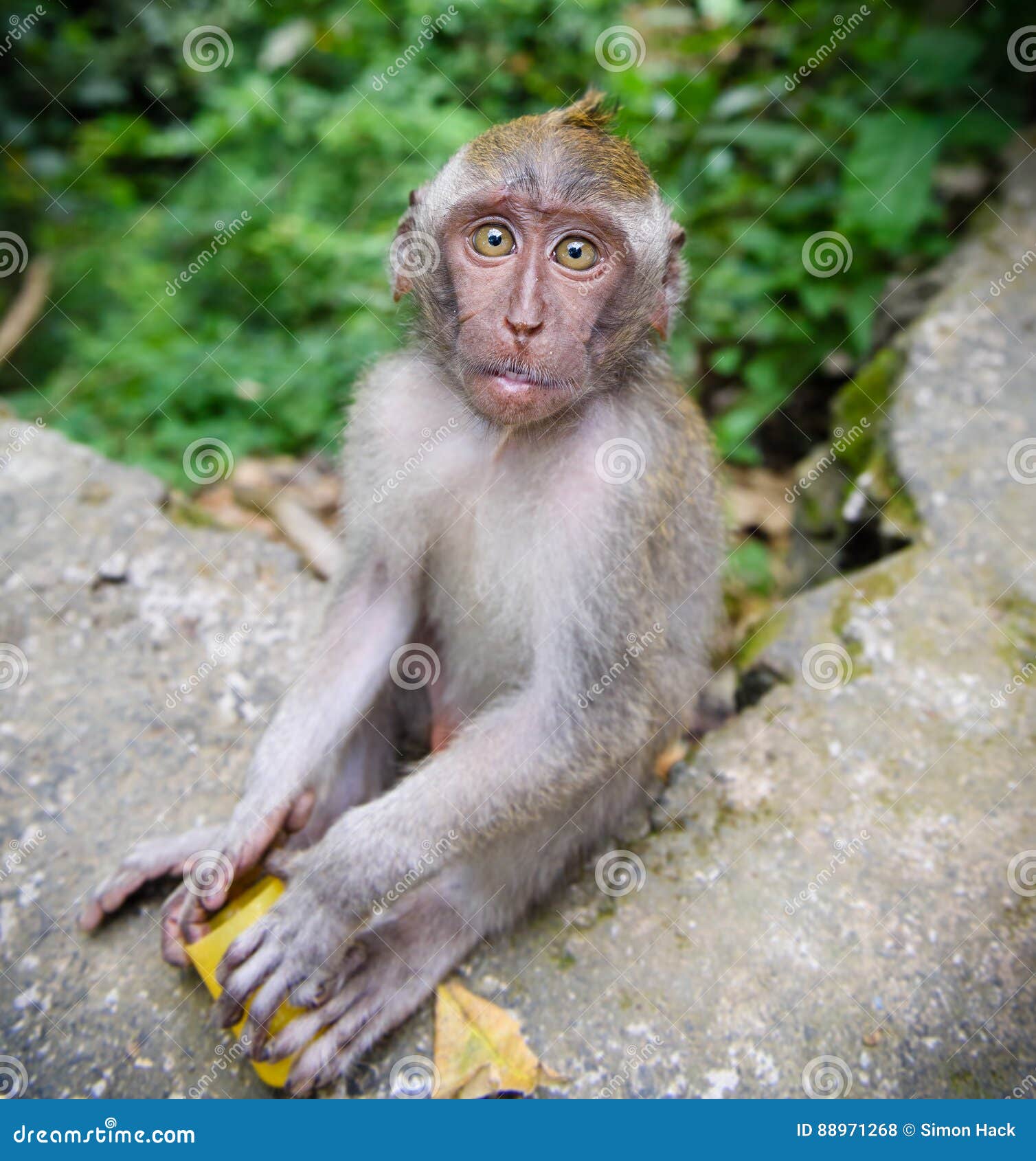 Pequeño mono joven de archivo. Imagen de lindo, escalada -