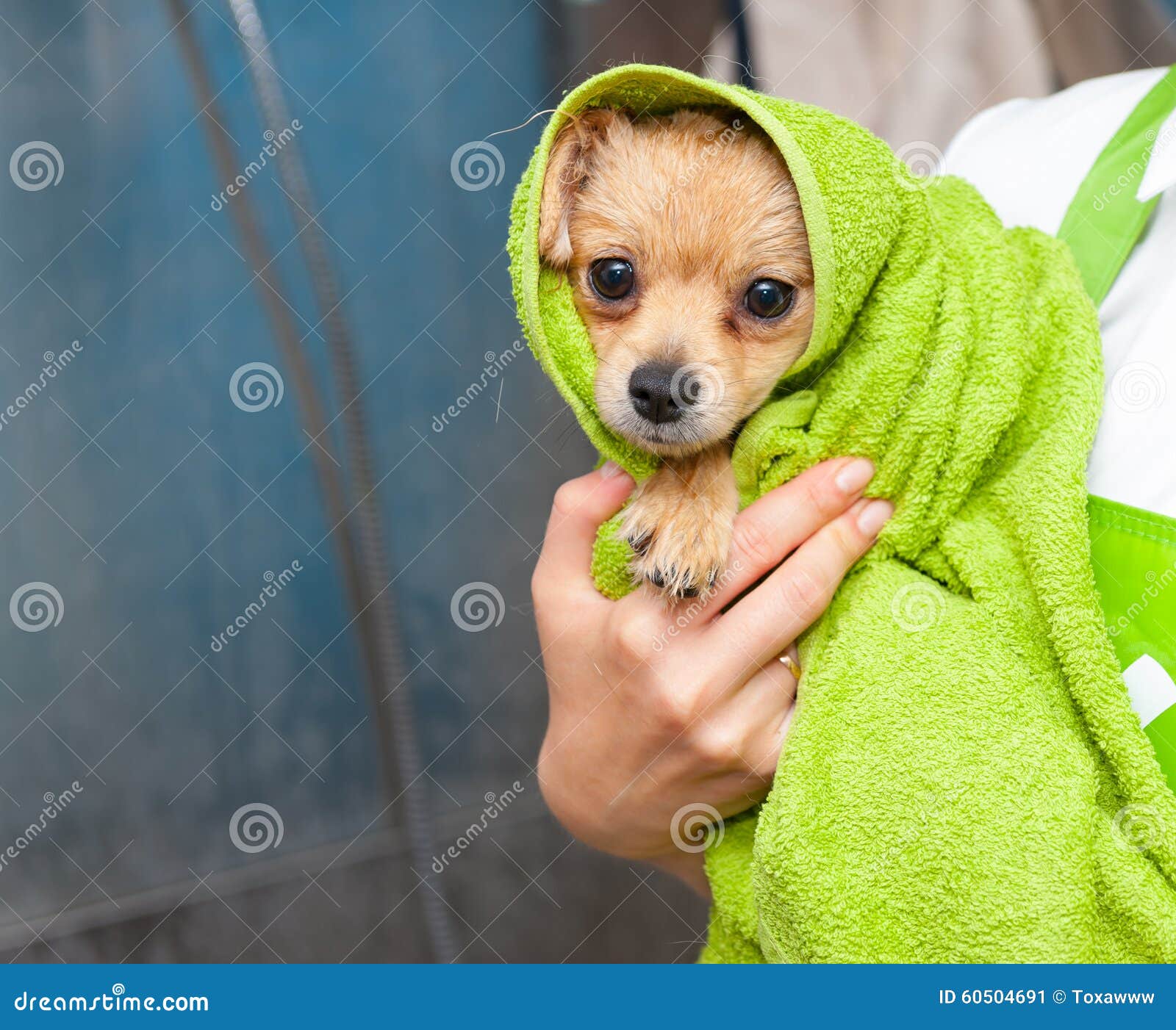 candidato Tom Audreath Red Pequeño Perro Envuelto En La Toalla Imagen de archivo - Imagen de toalla,  perro: 60504691