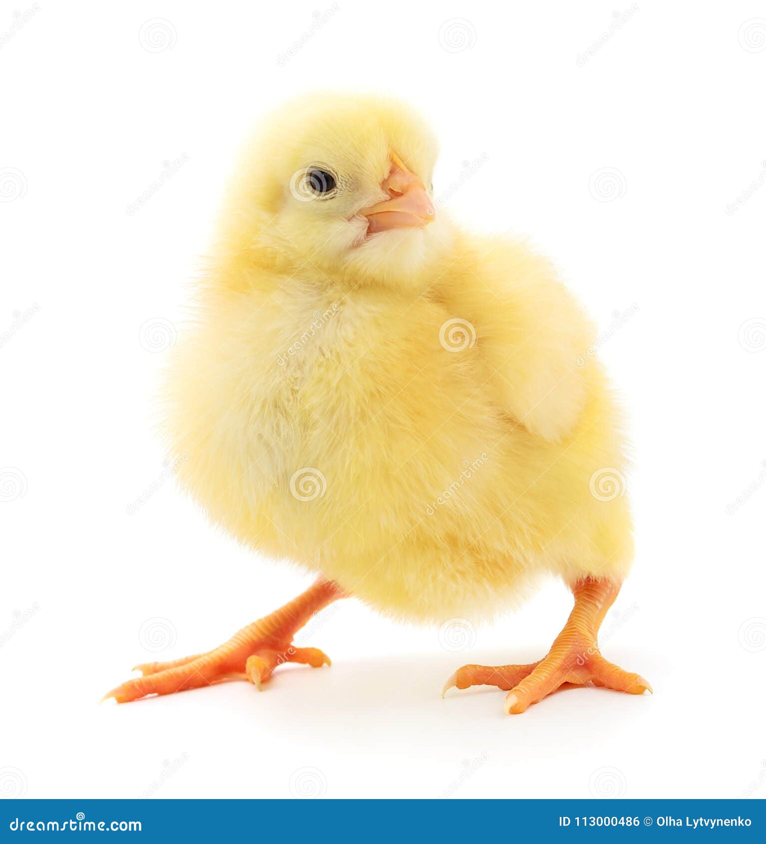 Pequeño pollo amarillo foto de archivo. Imagen de animal - 113000486