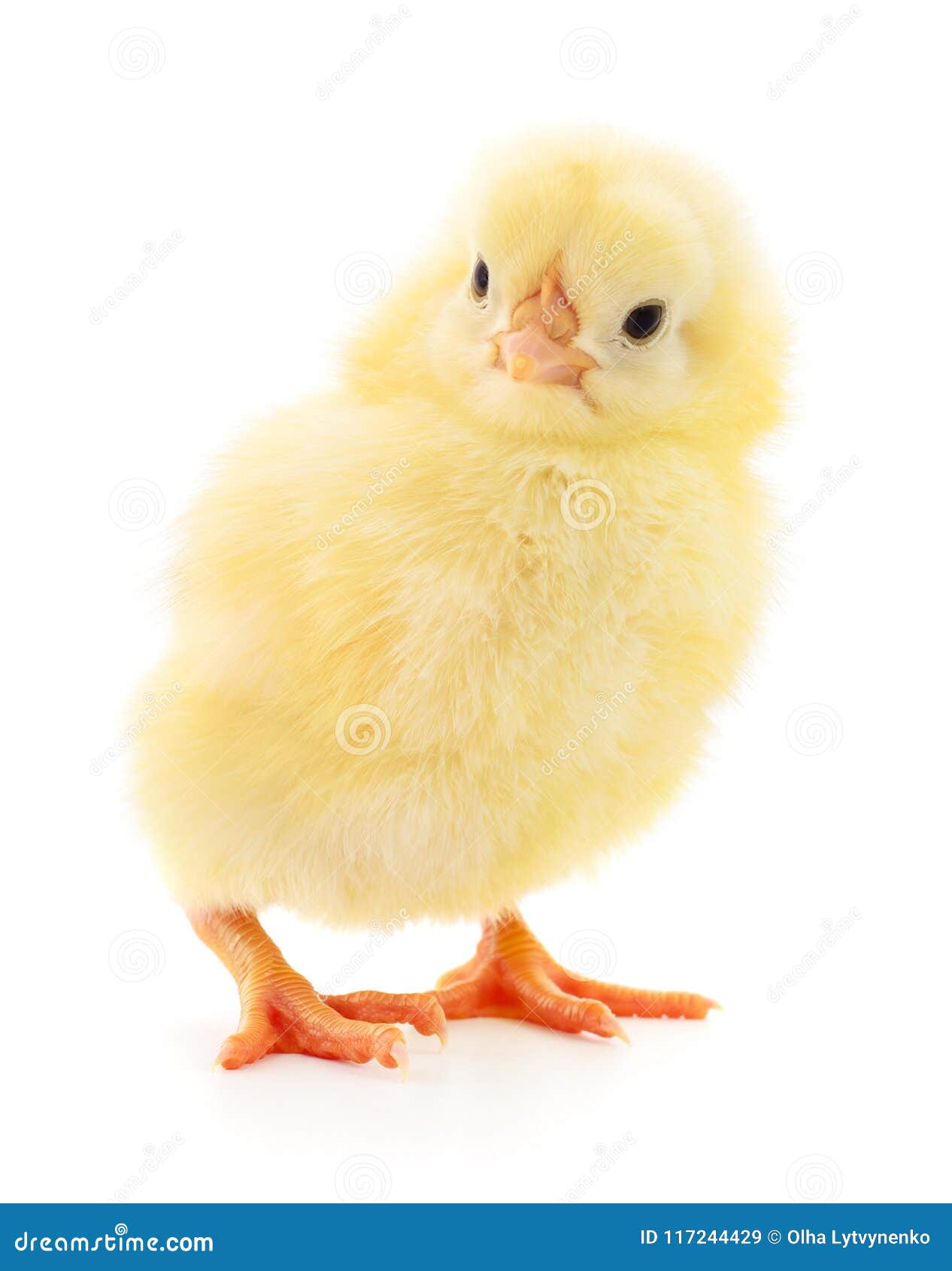 Pequeño pollo amarillo imagen de archivo. Imagen de estudio - 117244429 Pequeño pollo amarillo imagen de archivo. Imagen de estudio - 117244429