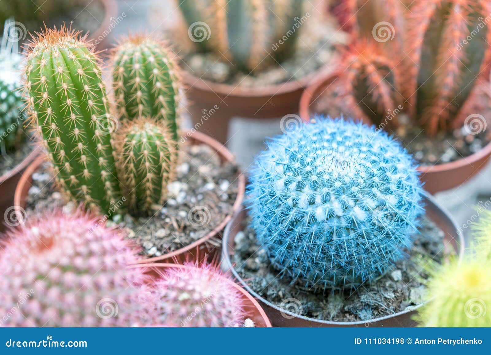Pequeños Cactus Multicolores En Potes Cactus Rosado, Cactus Azul Foto de  archivo - Imagen de cubo, brillante: 111034198