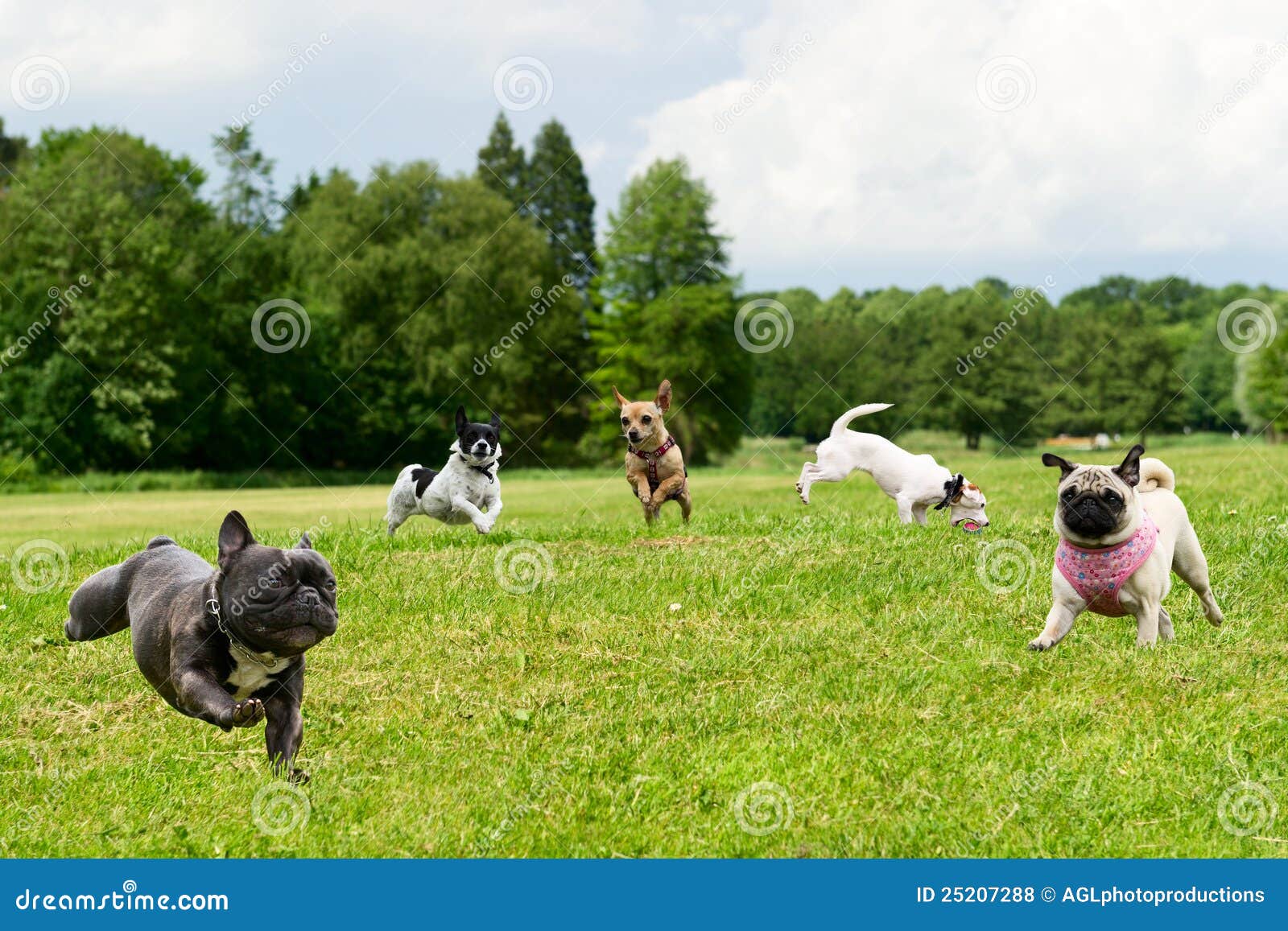 Pequeños Perros En El Parque Foto de archivo - Imagen de perros