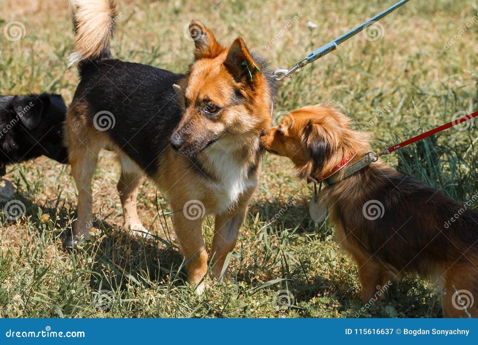 Pequeños Perros Lindos Que Hacen a Amigos Y Que Se Encuentran Afuera En El  Parque, Imagen de archivo - Imagen de feliz, mirando: 115616637