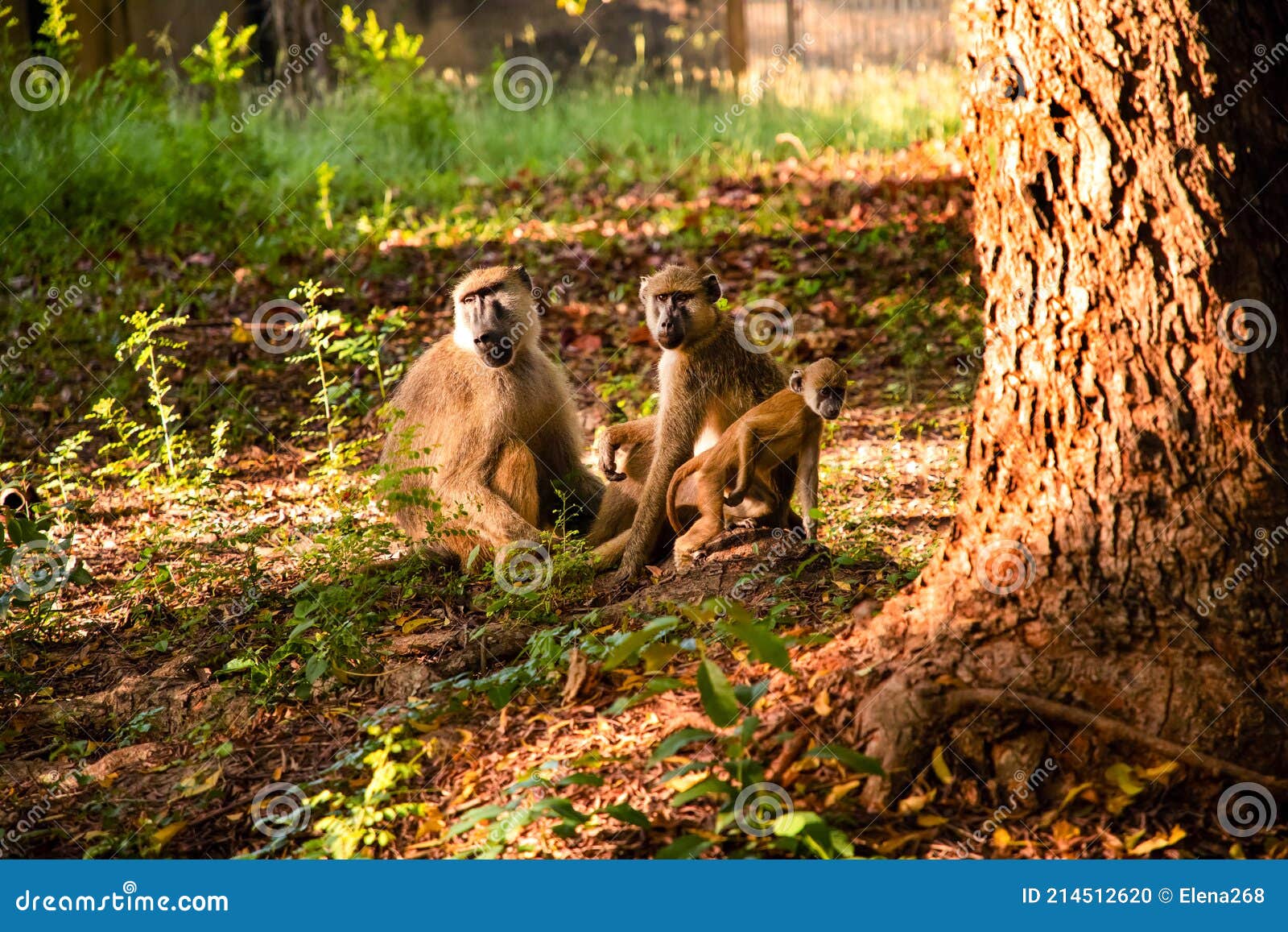 Fundo Retrato De Um Macaco Chimpanzé Da áfrica Na Floresta Tropical Da  Selva Retrato De Um Chimpanzé Foto E Imagem Para Download Gratuito - Pngtree