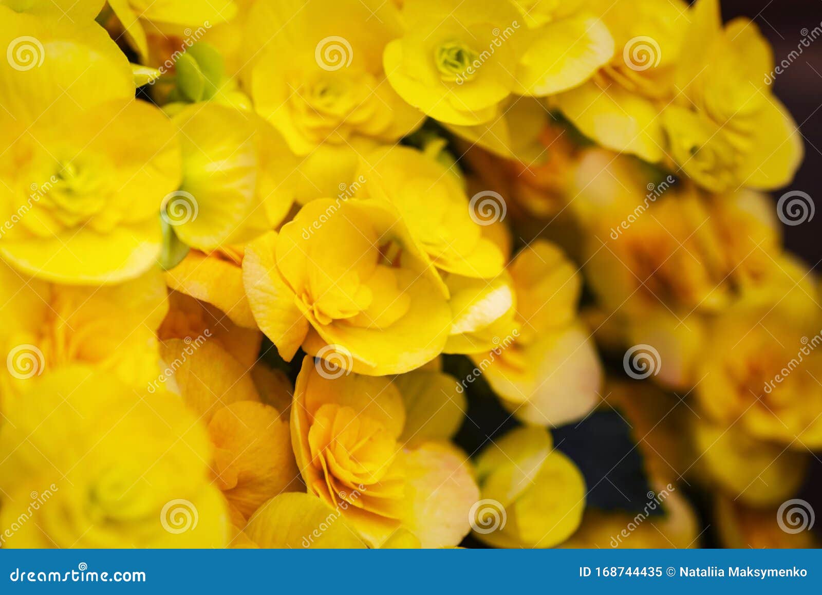 Pequenas Flores Amarelas Belo Amarelo Begonia Grande Flor Científica Begonia  Florescendo No Jardim Foco Suave Foco Seletivo Imagem de Stock - Imagem de  jardim, folha: 168744435