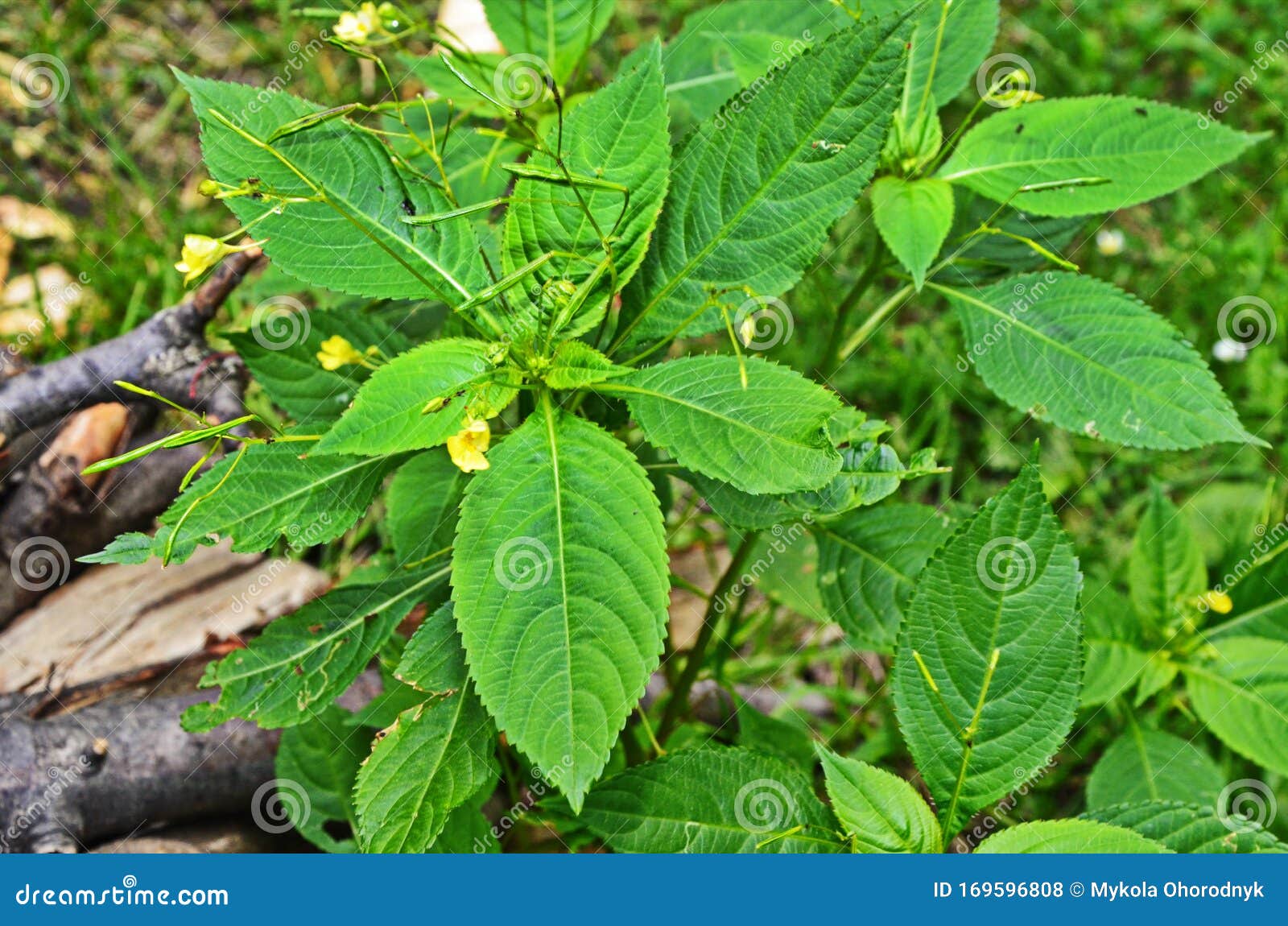 Pequeno Balsam, Impatiens Parviflora Foto de Stock - Imagem de pequeno,  jardim: 169596808