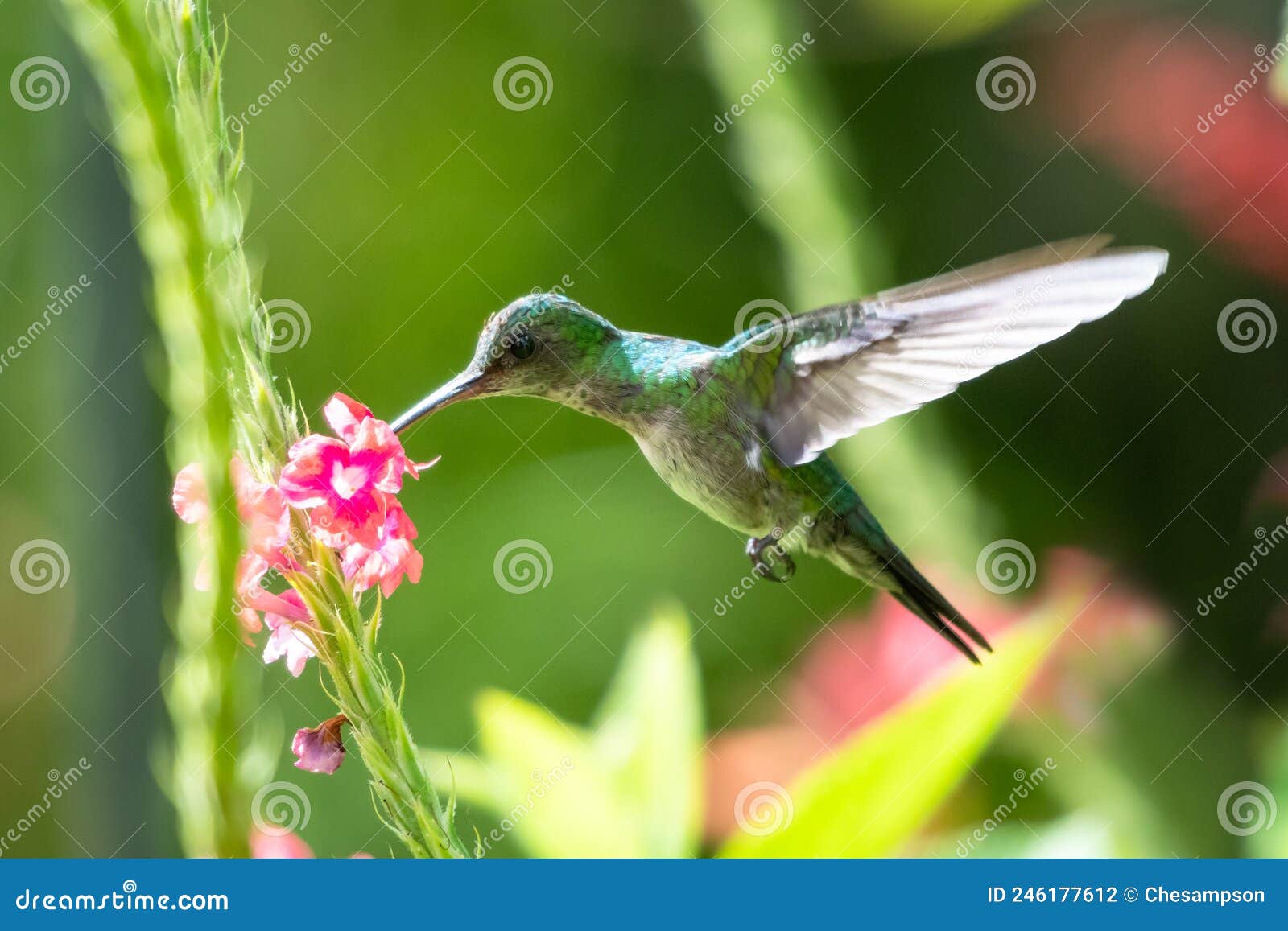 🎞️. #publicidade - BEIJA FLOR¡! jaden meio lactea novamente