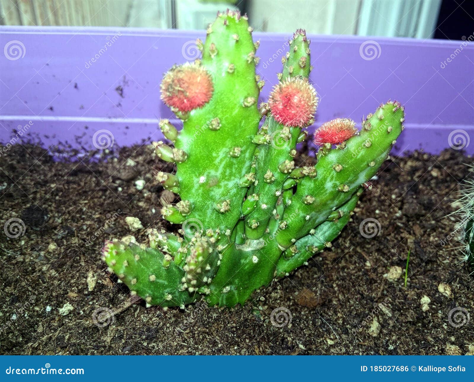 Pequeno Cacto Com Flores Vermelhas Foto de Stock - Imagem de espinhos,  produto: 185027686