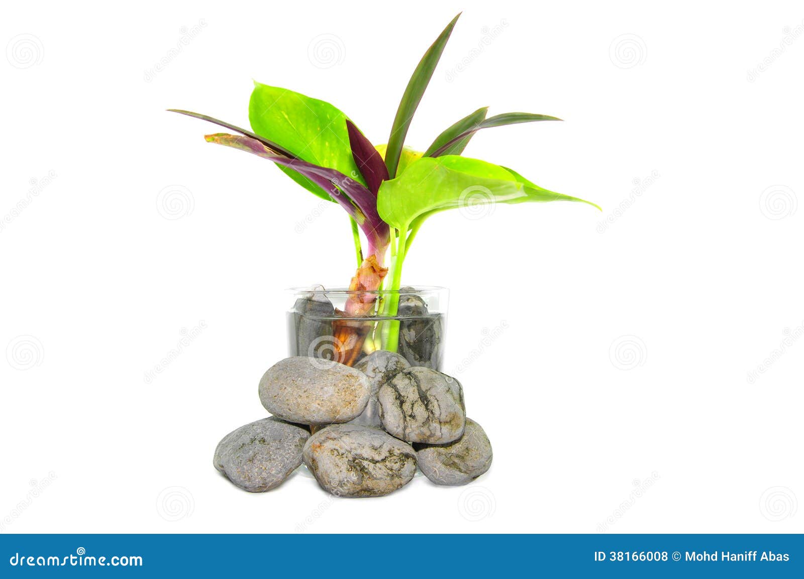 Pequeños Planta Y Zen Stone Fotos de archivo libres de regalías