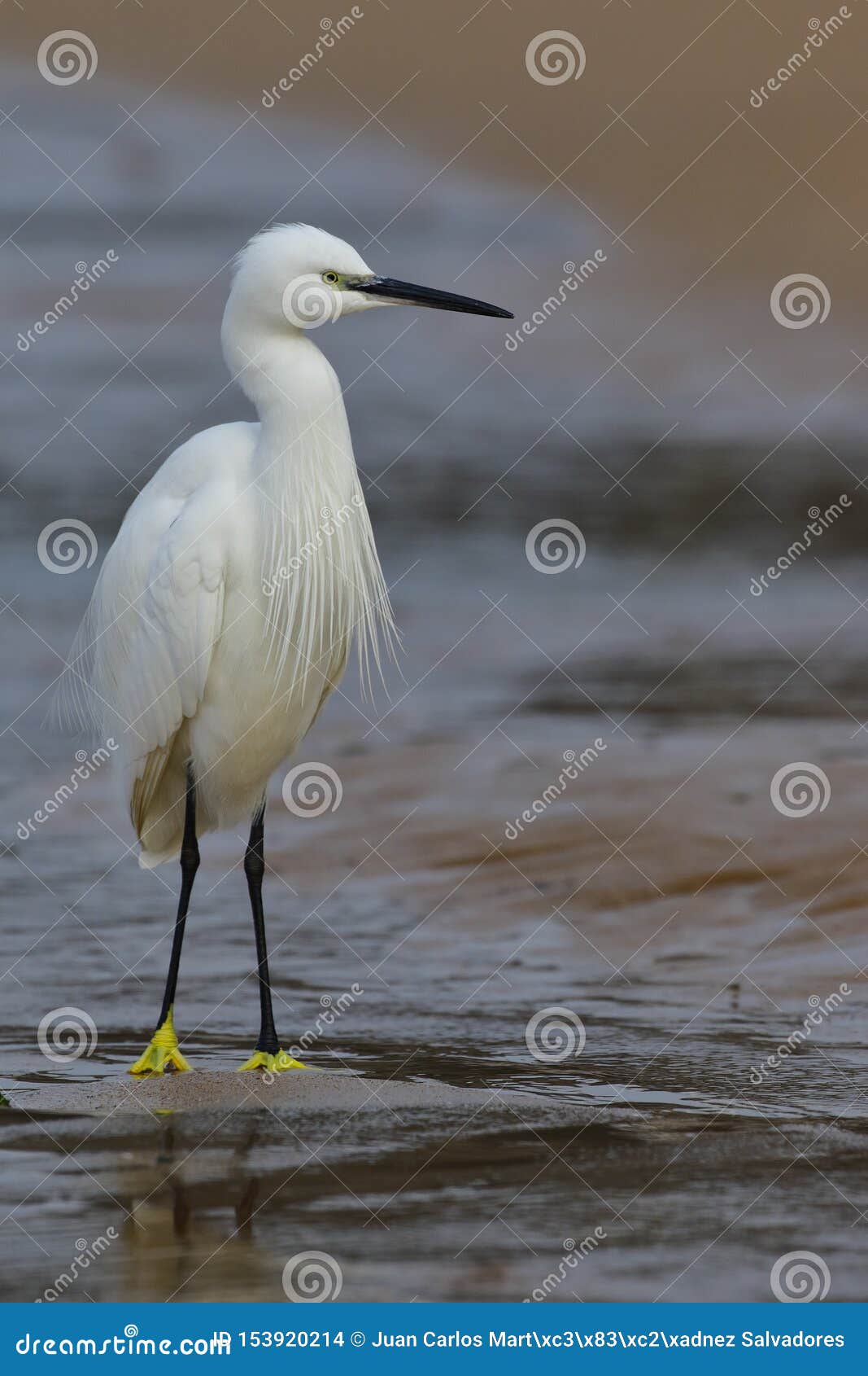 little egret, egretta garzetta, which is placed on a rock to rest. spain