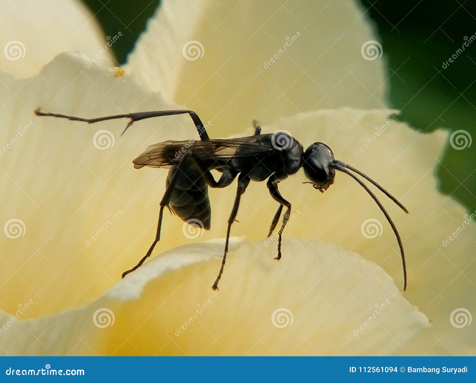 Pequeña Avispa Negra De La Araña Foto de archivo Imagen de negro