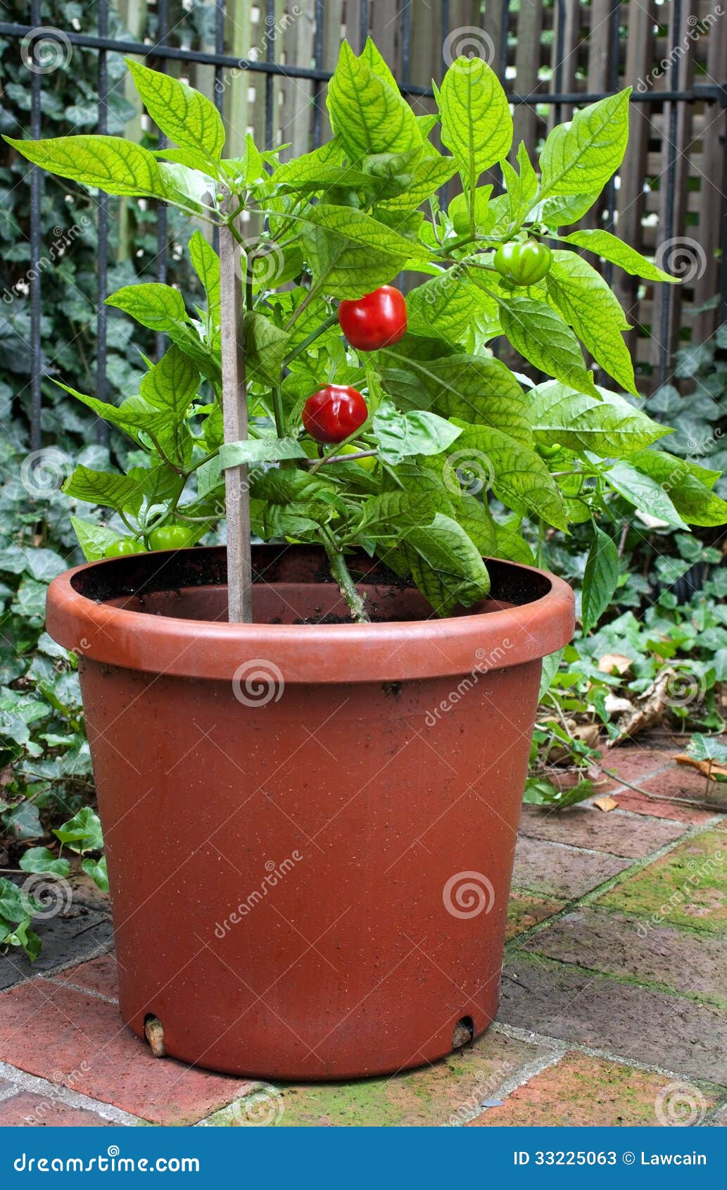 Pequeña Planta Del Pimiento Picante Imagen de archivo Imagen de