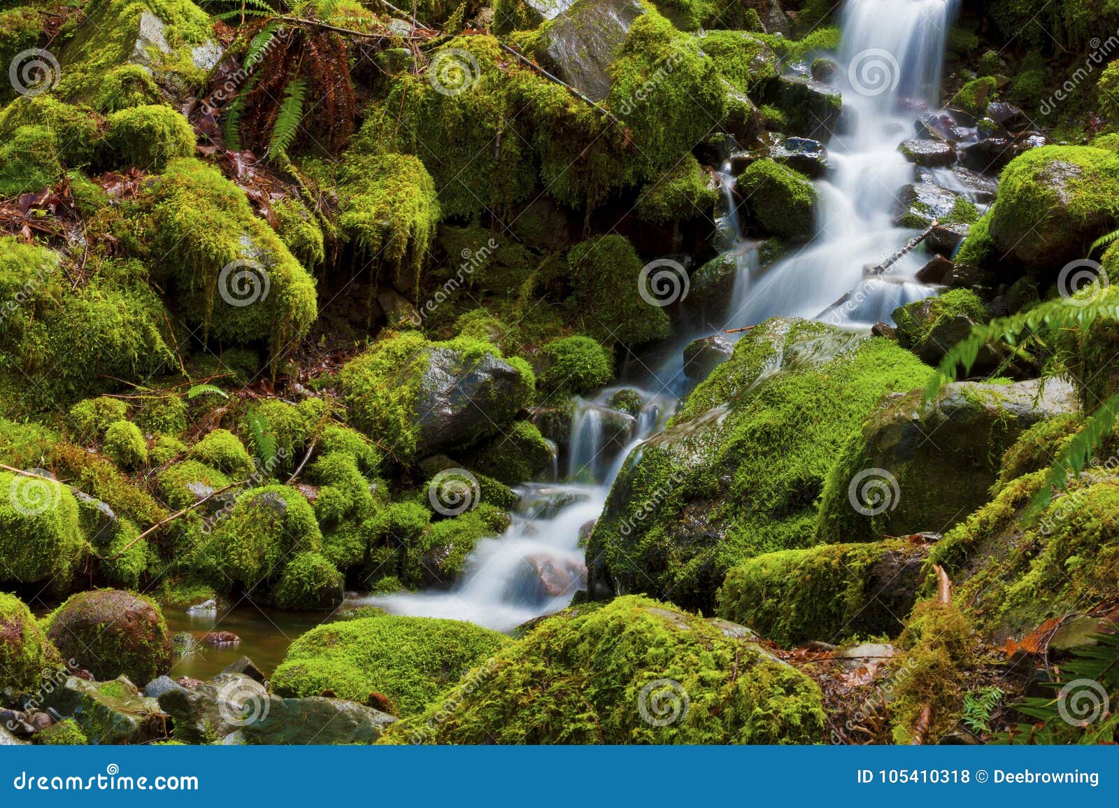 Pequeñas cascadas de la primavera a través de rocas cubiertas de musgo. Una pequeña primavera conecta en cascada abajo fluir sobre rocas cubiertas musgo a lo largo de una pista de senderismo en el Mt Hood National Forest