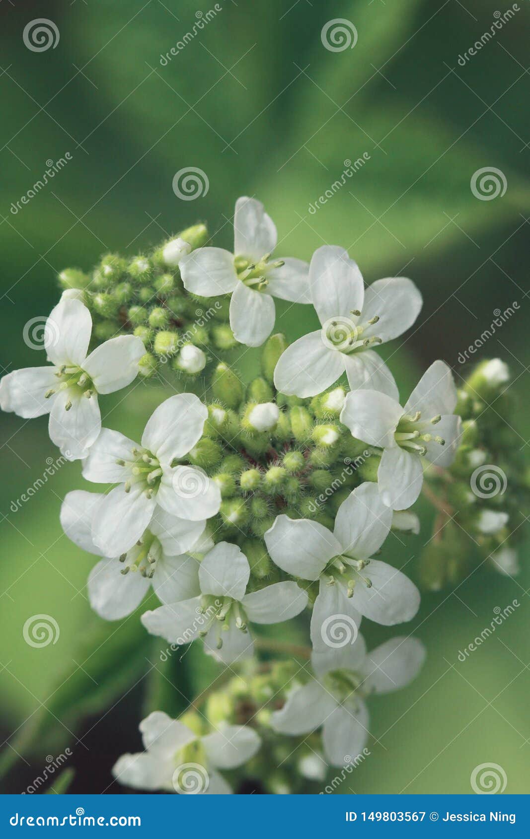 Pequeñas flores blancas salvajes. Macro de blanco salvaje pocas flores en fondo verde en verano