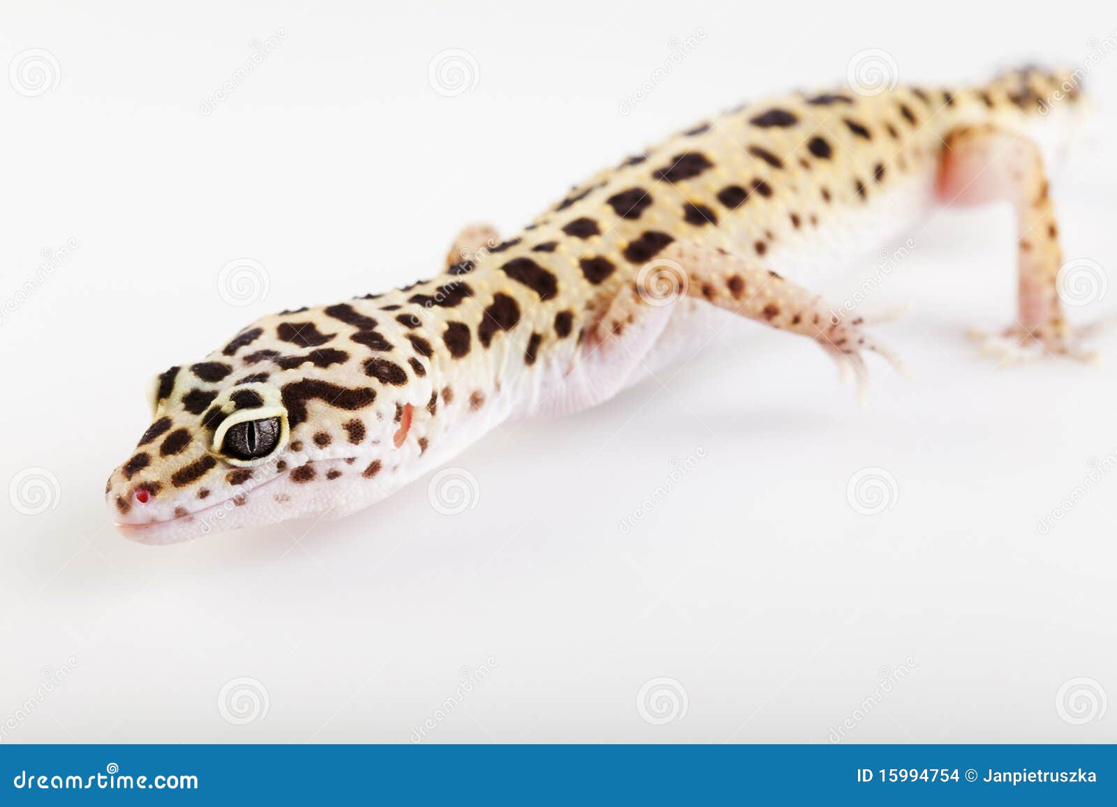Pequeño lagarto del reptil del gecko. Gecko joven del leopardo un fondo blanco