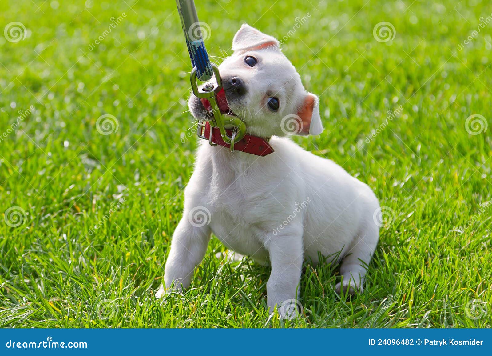 Primera vez del pequeño perrito lindo en el correo