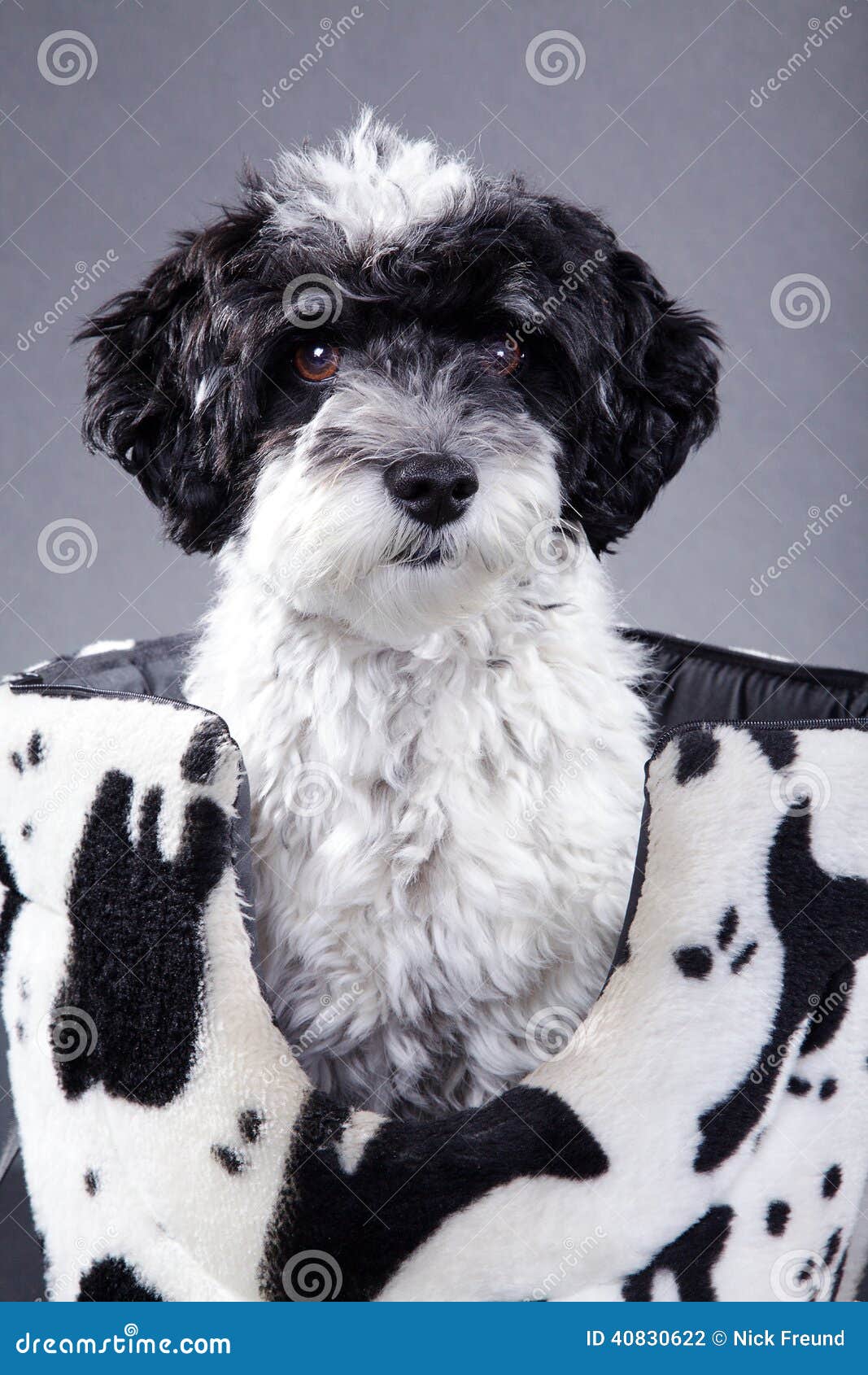 Pequeño Perro Blanco Y Negro Hermoso Foto de archivo - Imagen de casta