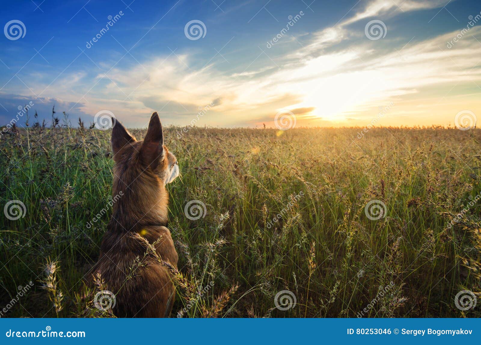 Pequeño perro de la chihuahua que disfruta de puesta del sol de oro en hierba Se coloca de nuevo a cámara en campo colorido Cielo. Pequeño perro de la chihuahua que disfruta de puesta del sol de oro en hierba Se coloca de nuevo a cámara en campo colorido y mira al horizonte Cielo azul y nubes blancas alrededor La imagen se tira de la posición de abajo