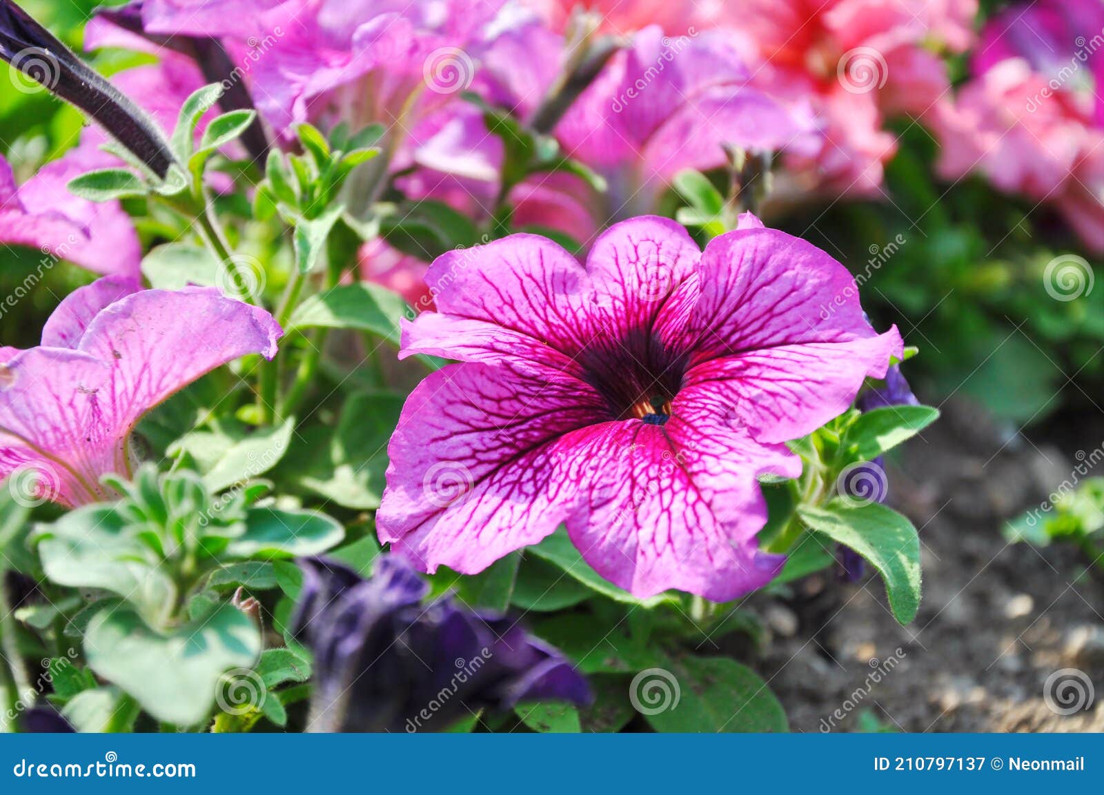 Período Vegetativo De Jardinagem De Vasilhame Floral Roxo De Flores  Cor-de-rosa Floração Rosa Petunia Begonia Nat Decorativo Imagem de Stock -  Imagem de pétala, floral: 210797137