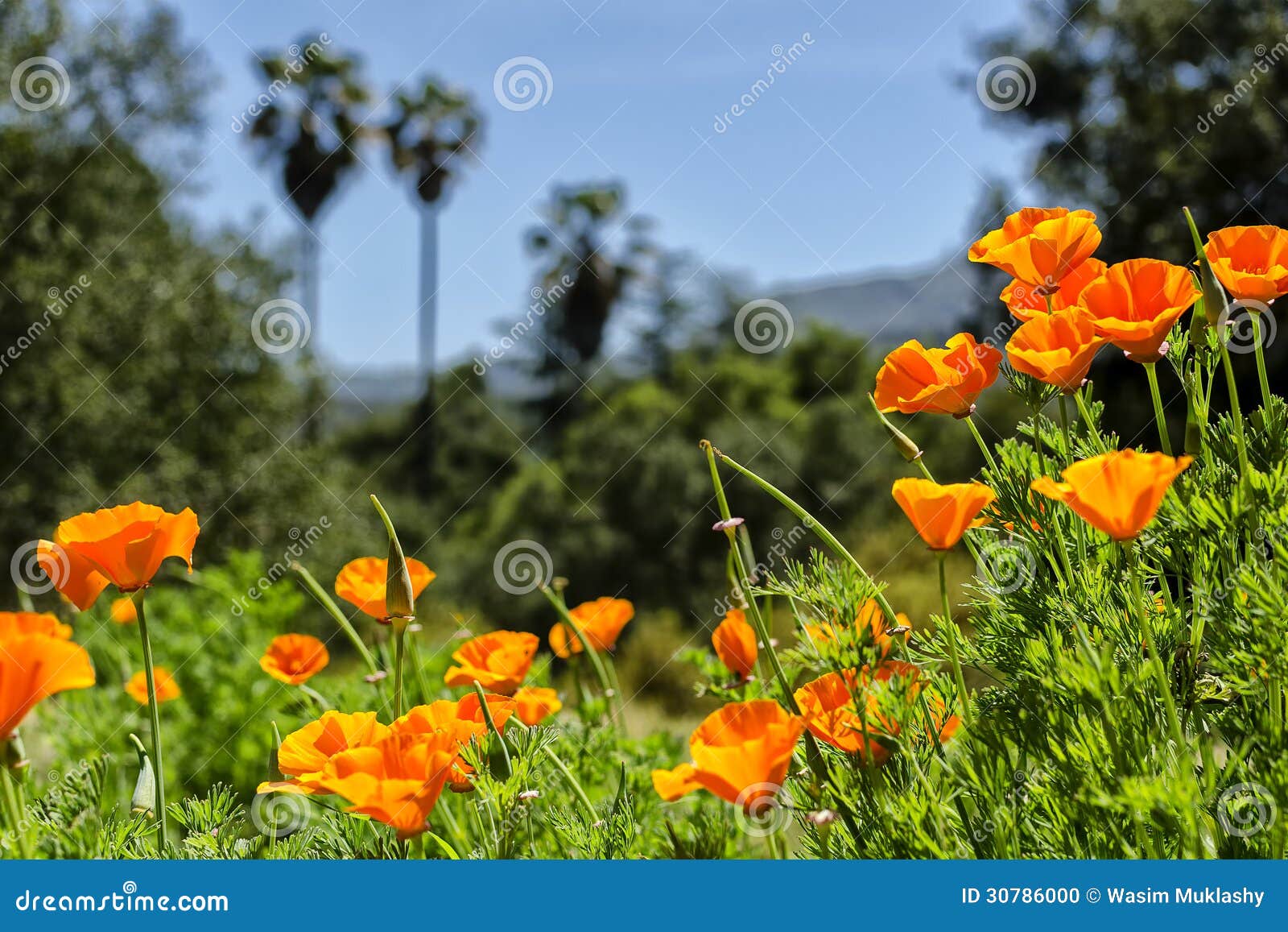 119 Poppy Patch Stock Photos - Free & Royalty-Free Stock Photos from  Dreamstime