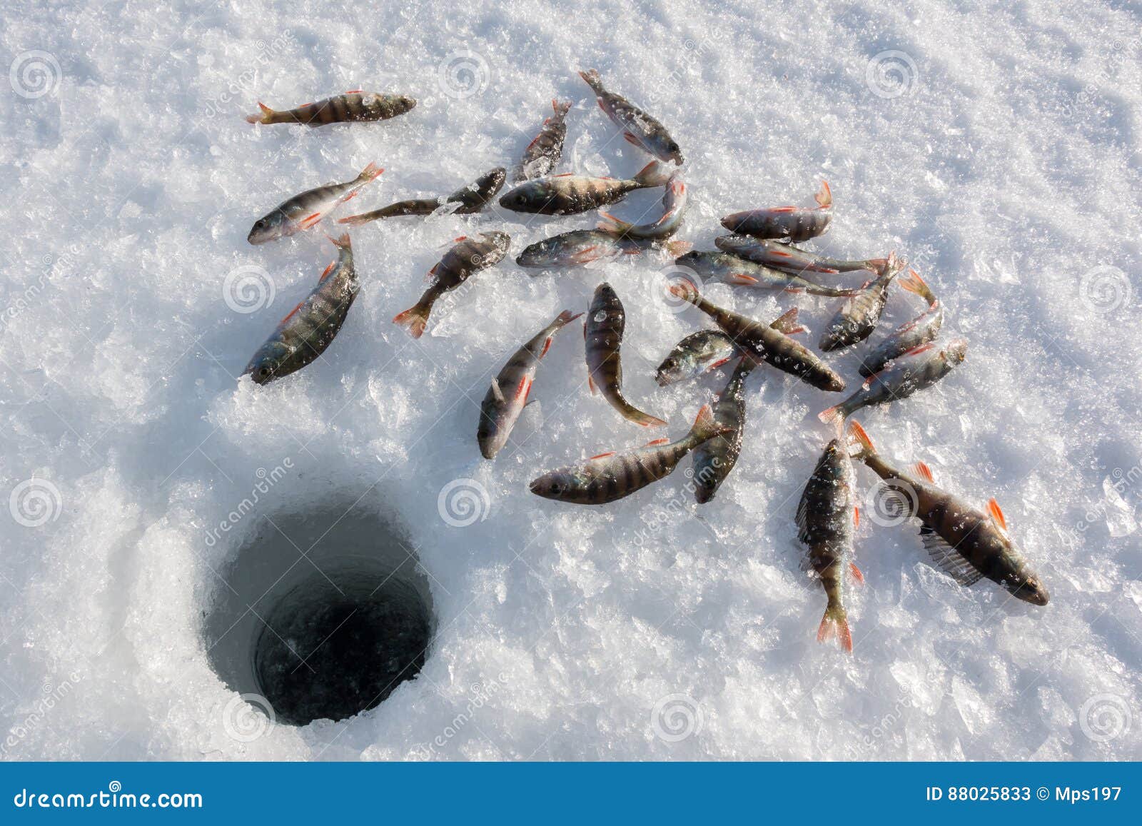 perch around an ice fishing hole
