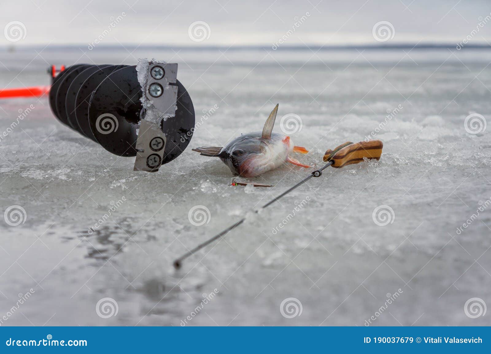 Perch Caught on Spoon Fishing on Ice Stock Image Image of activity